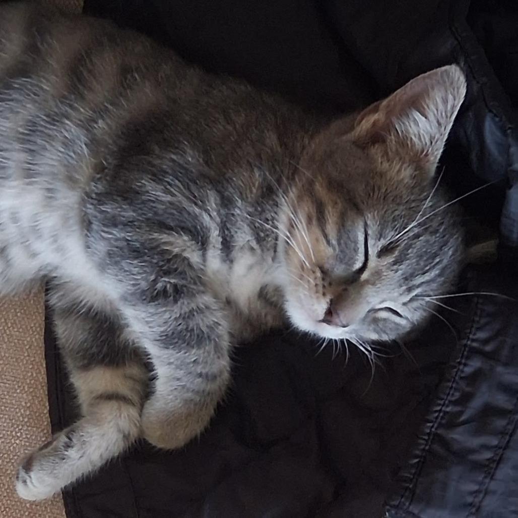 Enlarge Chimp, a Adopted Domestic Short Hair in Boulder, CO image 5/6