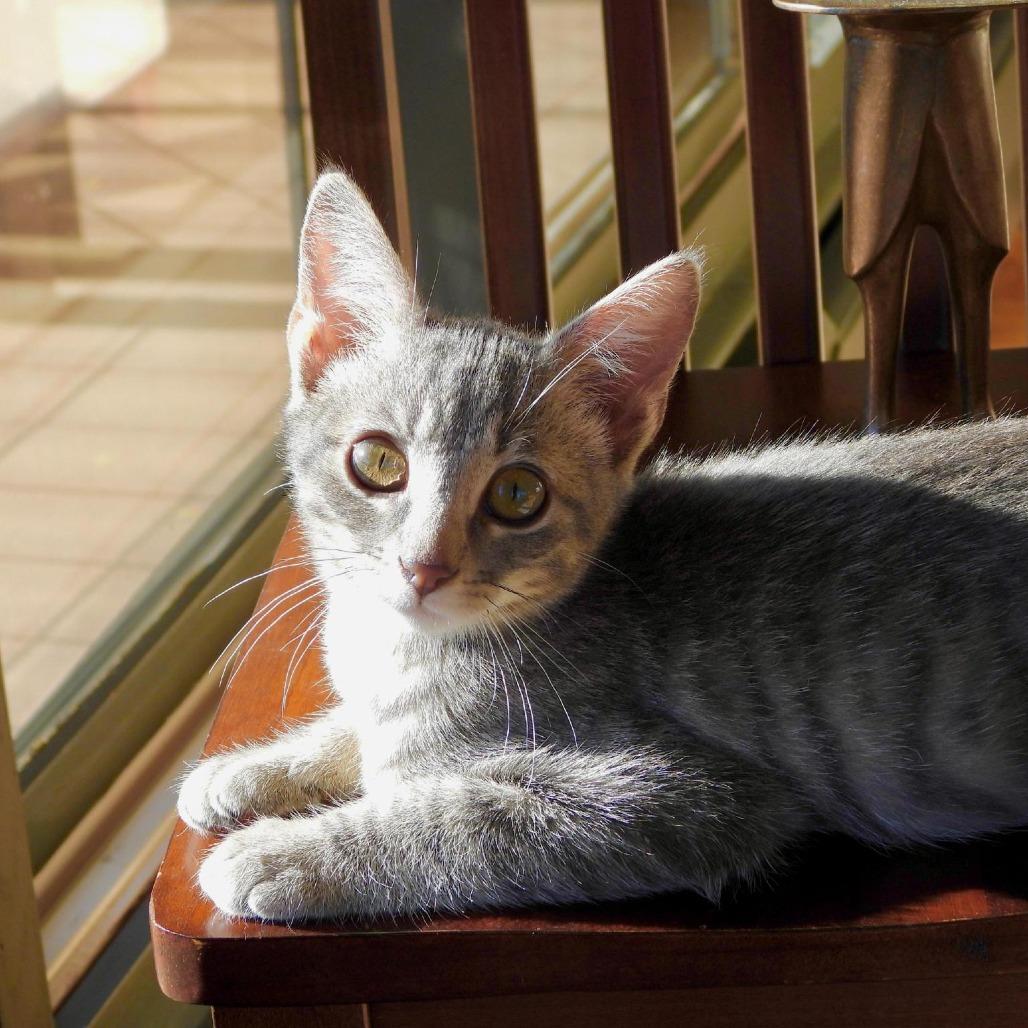 Enlarge Chimp, a Adopted Domestic Short Hair in Boulder, CO image 6/6