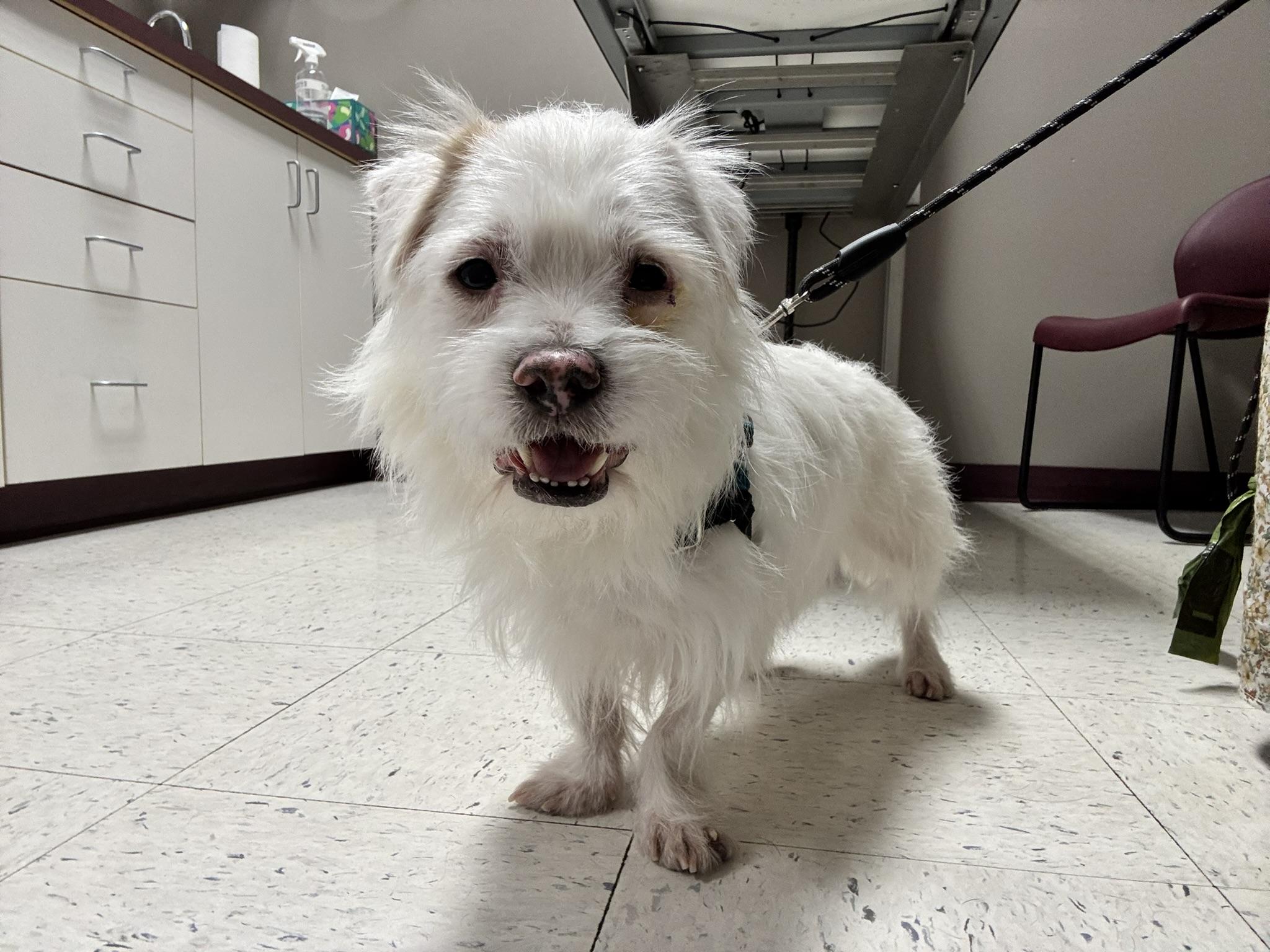 Enlarge Milo, a Adopted mixed breed in Seattle, WA image 4/4