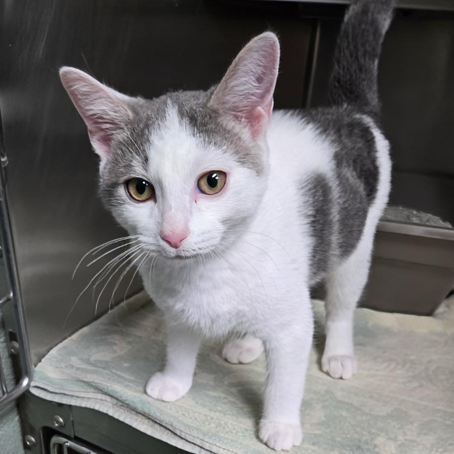 Floyd, adoptable, Kitten Male Domestic Short Hair.