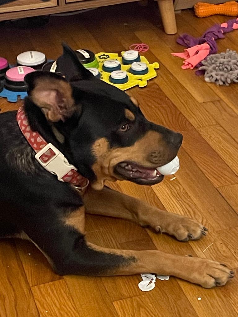Shyanne, Adoptable, Young Female Mixed Breed.