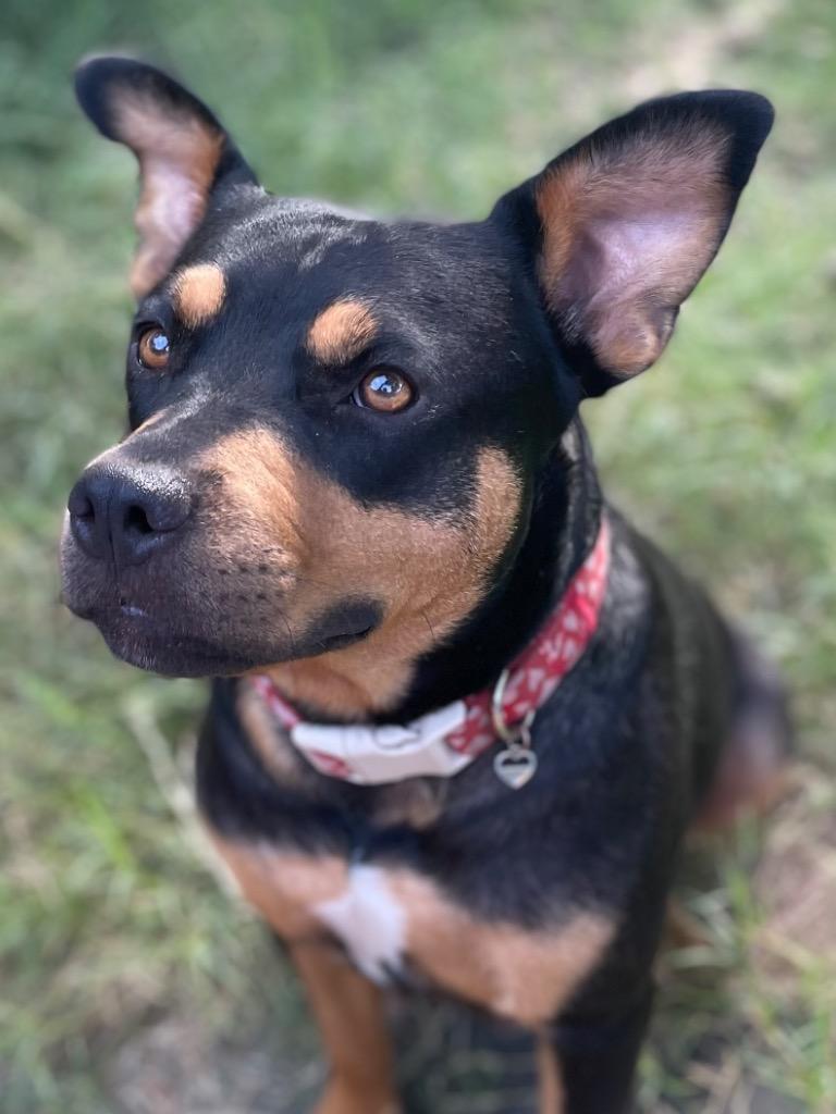 Enlarge Shyanne, a Adoptable Mixed Breed in Little Rock, AR image 2/6