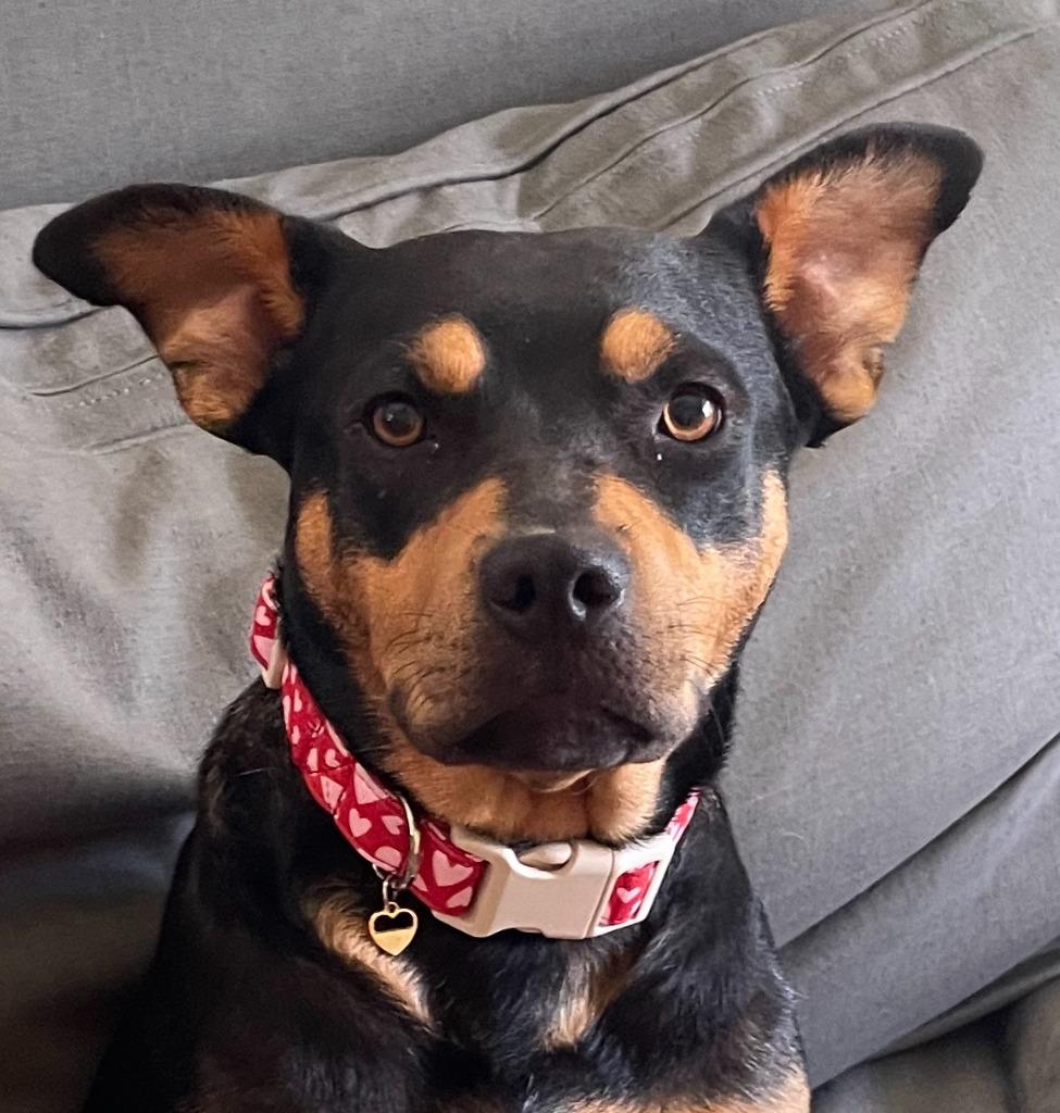 Shyanne, Adoptable, Young Female Mixed Breed.