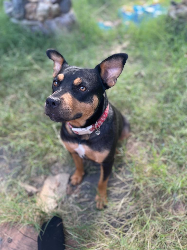 Enlarge Shyanne, a Adoptable Mixed Breed in Little Rock, AR image 4/6