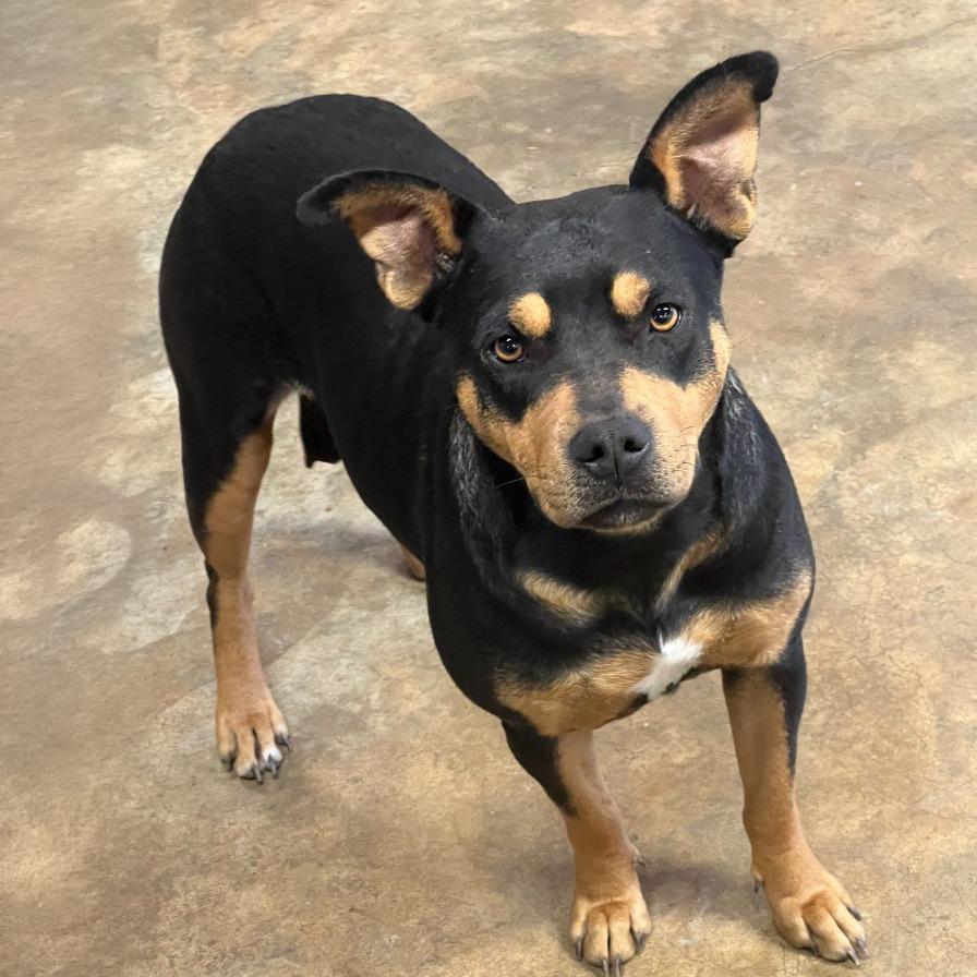 Enlarge Shyanne, a Adoptable Mixed Breed in Little Rock, AR image 2/2