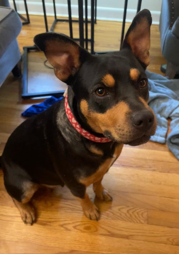 Enlarge Shyanne, a Adoptable Mixed Breed in Little Rock, AR image 6/6