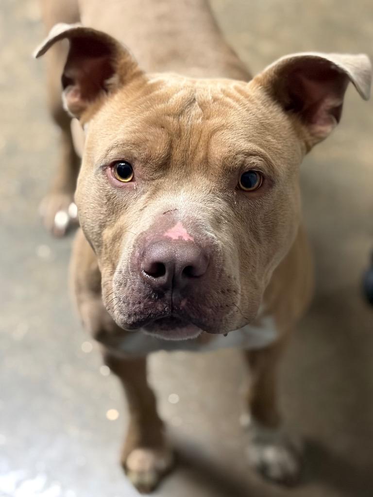 Enlarge Bread Bandit, a Adoptable mixed breed in Lockhart, TX image 1/2
