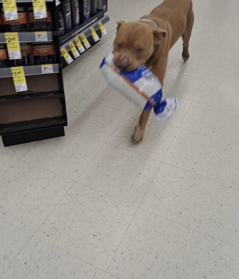 Enlarge Bread Bandit, a Adoptable mixed breed in Lockhart, TX image 2/2