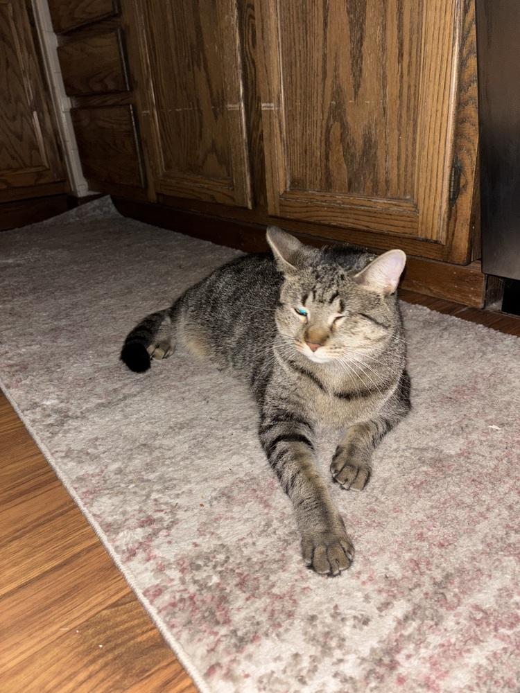 Enlarge Olivia, a Adoptable Domestic Short Hair in Palatine, IL image 2/4