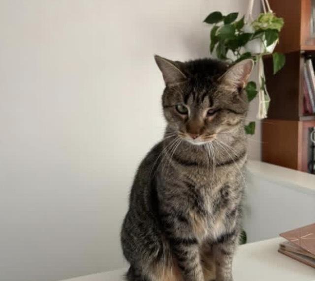 Enlarge Olivia, a Adoptable Domestic Short Hair in Palatine, IL image 3/4