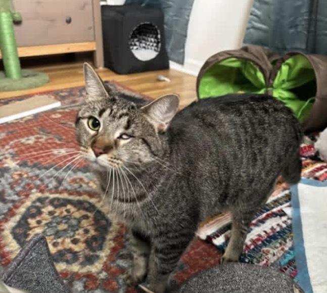 Enlarge Olivia, a Adoptable Domestic Short Hair in Palatine, IL image 4/4