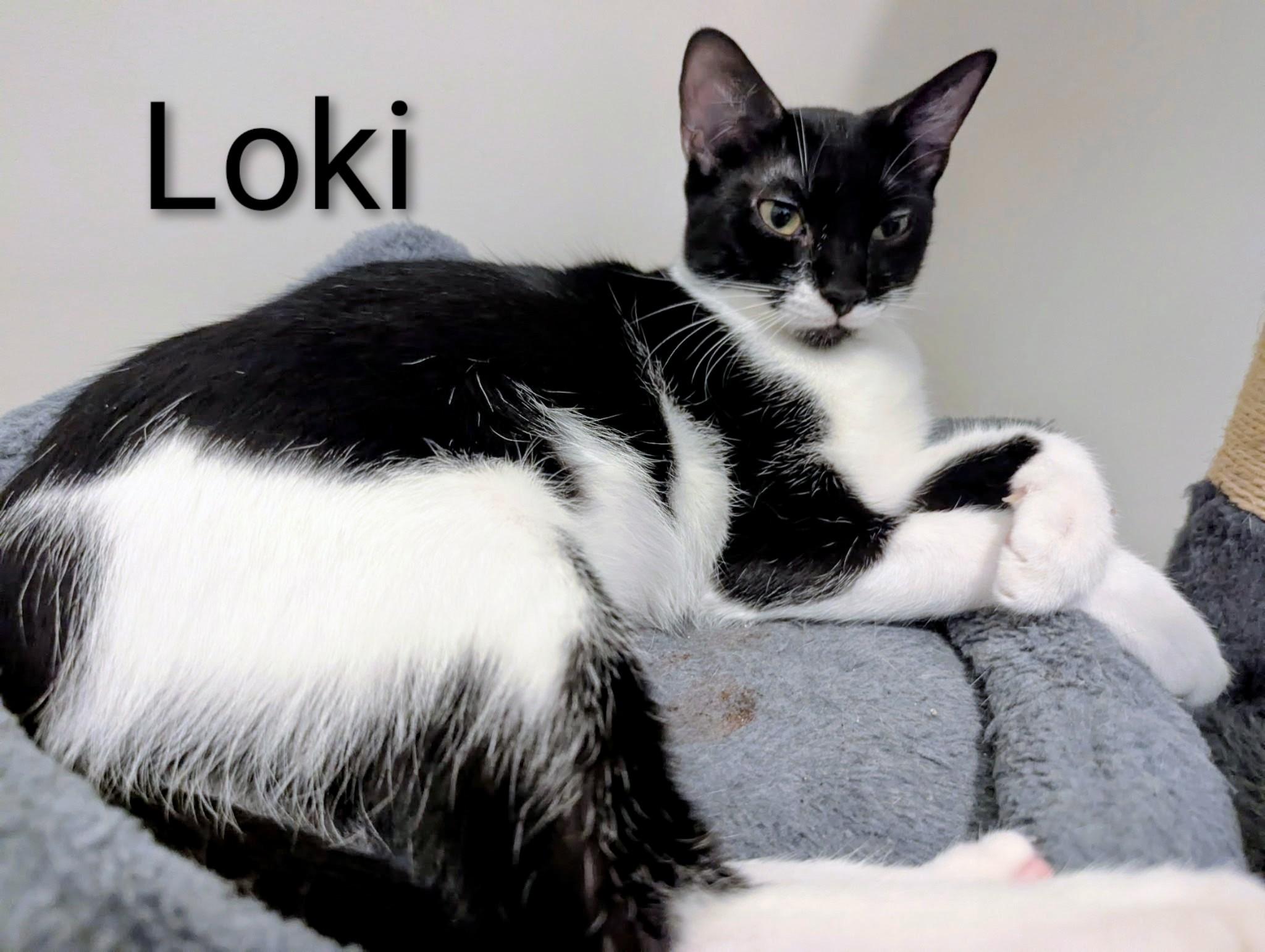 Enlarge Loki, a Adoptable Domestic Short Hair in Fort Myers Beach, FL image 1/1