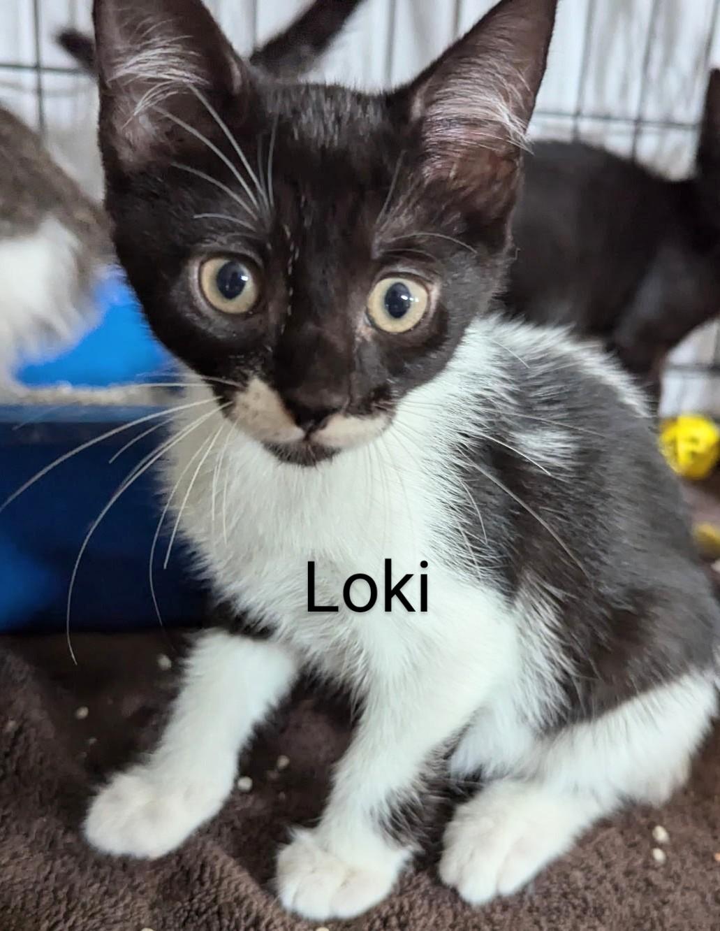 Loki
