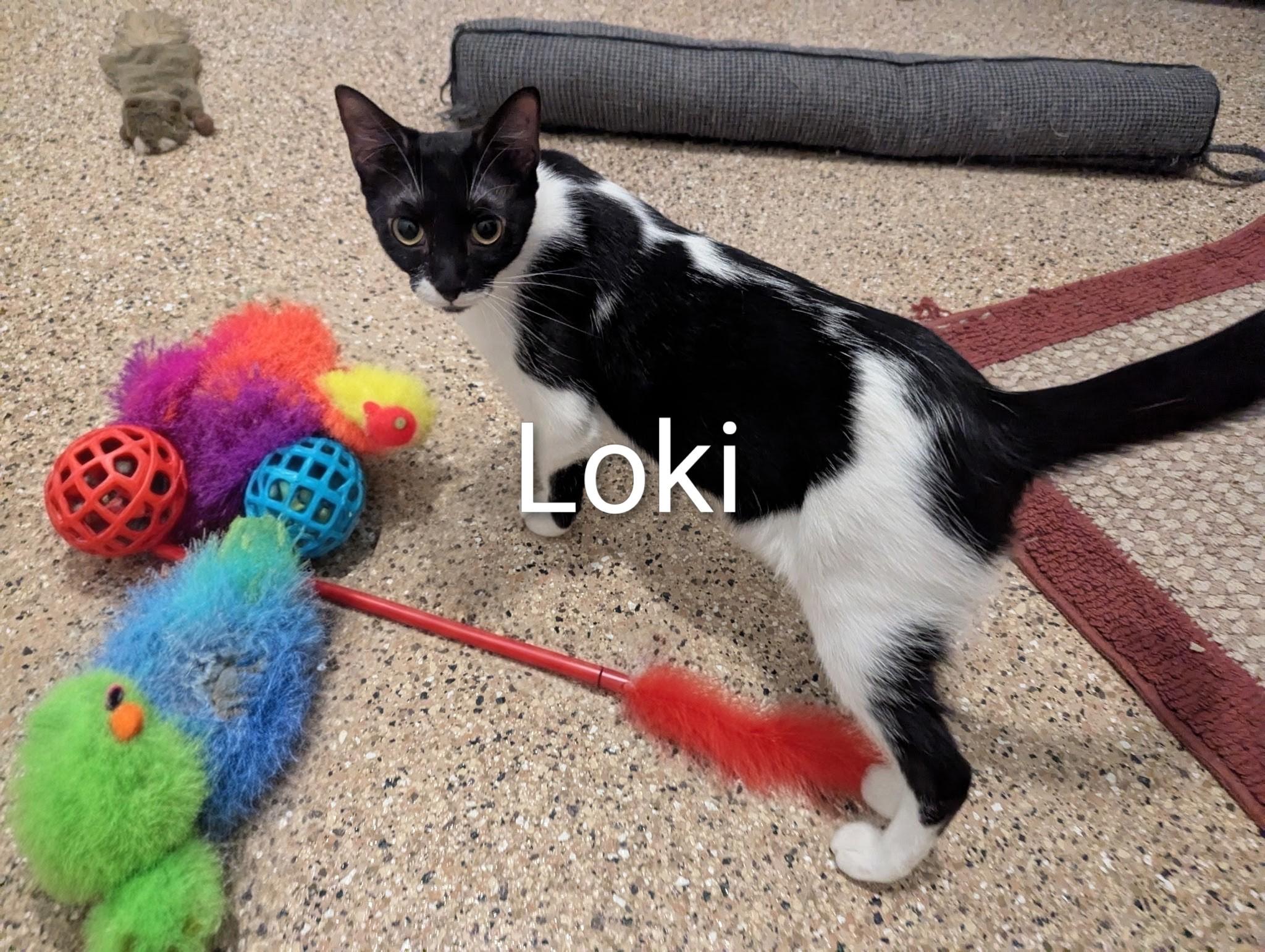 Loki, a Adoptable Domestic Short Hair in Fort Myers Beach, FL image 3/5