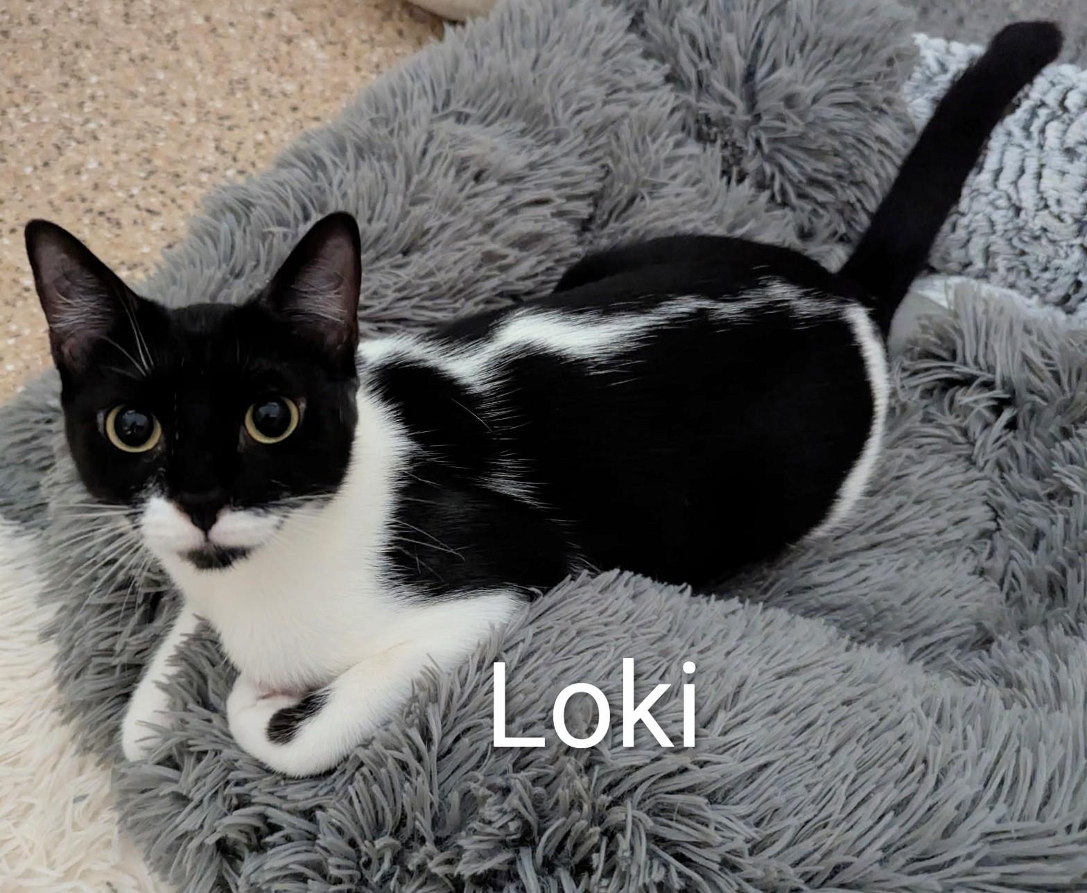 Loki, Adoptable, Kitten Female Domestic Short Hair.