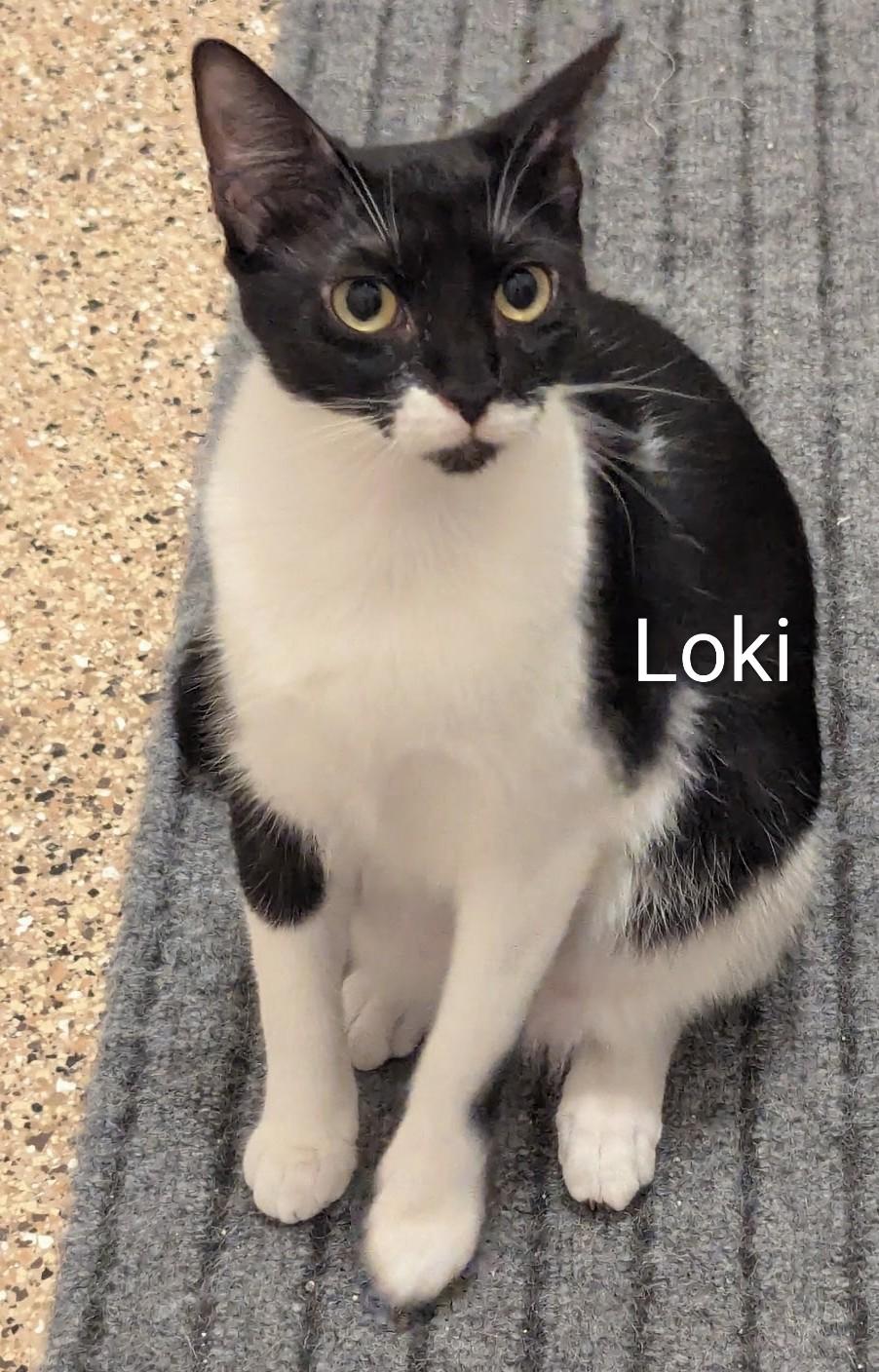 Enlarge Loki, a Adoptable Domestic Short Hair in Fort Myers Beach, FL image 2/3