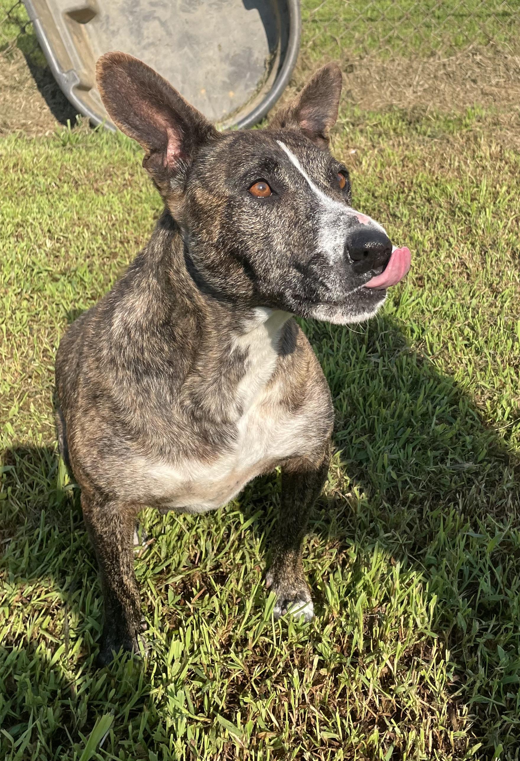 Enlarge Marghie, a ADOPTABLE mixed breed in McKenzie, TN image 3/6