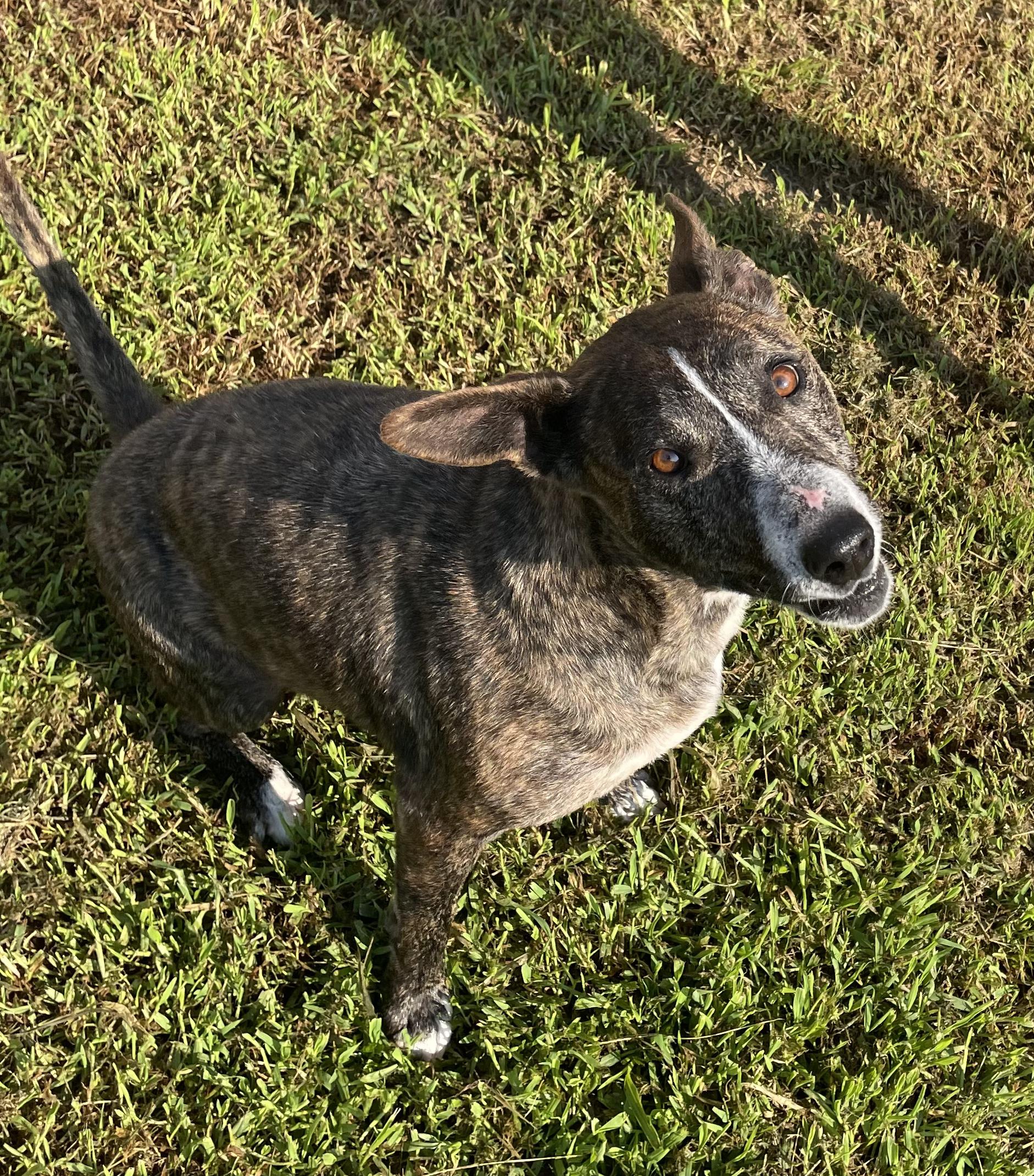 Marghie, ADOPTABLE, Adult Female Mountain Cur.