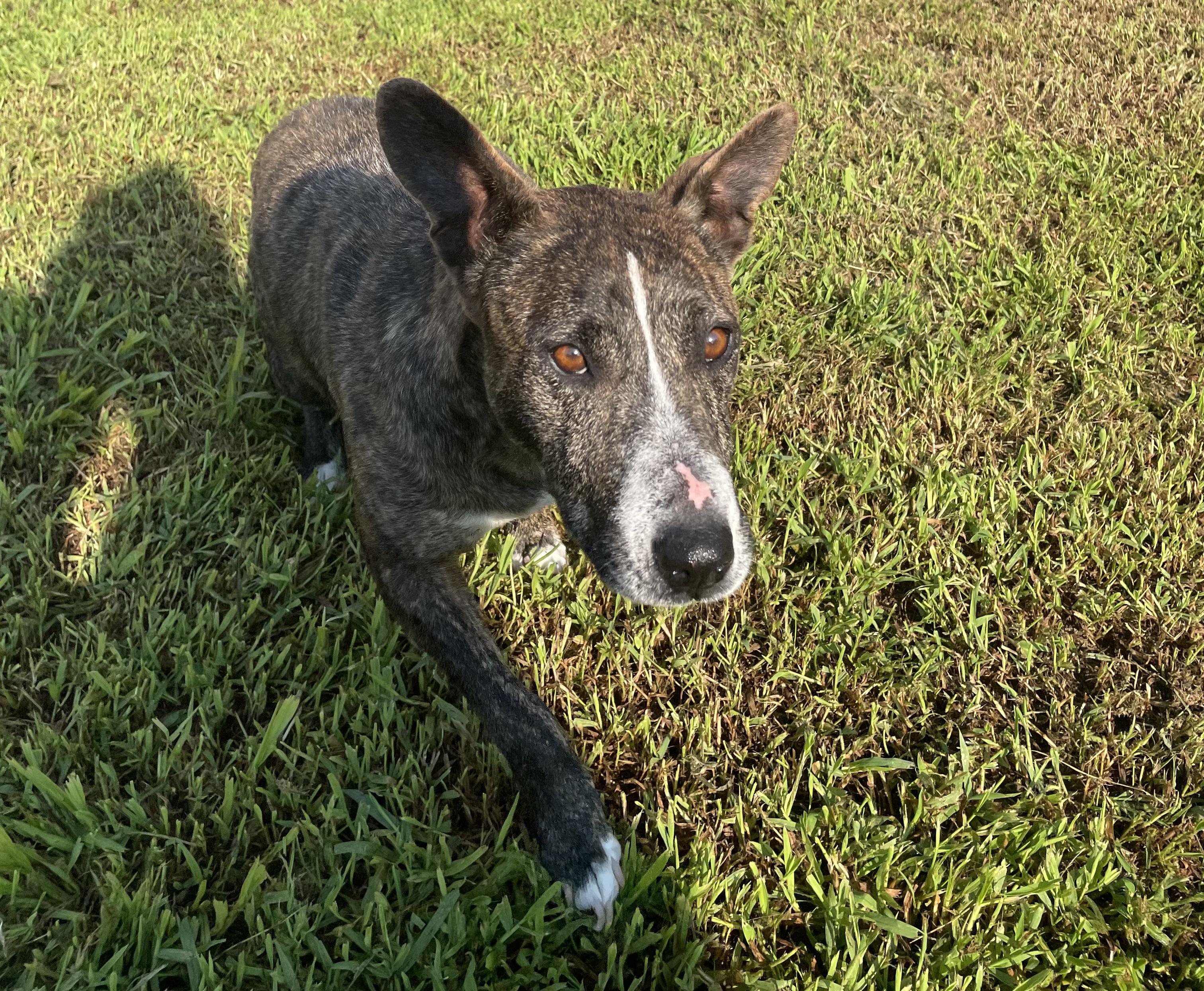 Enlarge Marghie, a ADOPTABLE mixed breed in McKenzie, TN image 2/6