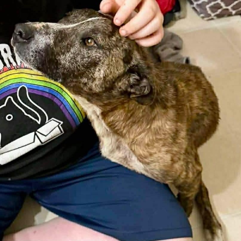 Marghie, a ADOPTABLE mixed breed in McKenzie, TN image 2/3