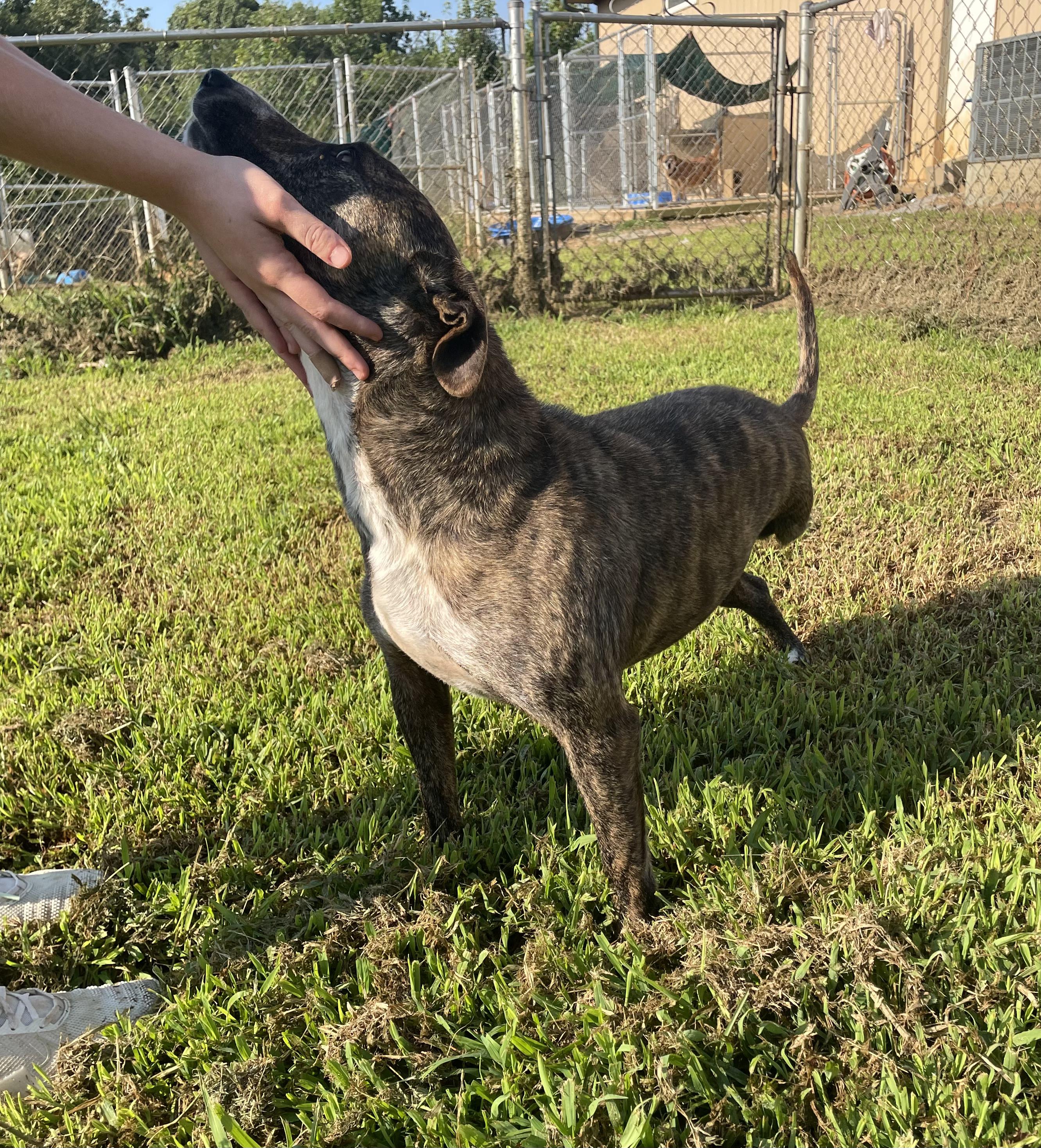 Enlarge Marghie, a ADOPTABLE mixed breed in McKenzie, TN image 4/6