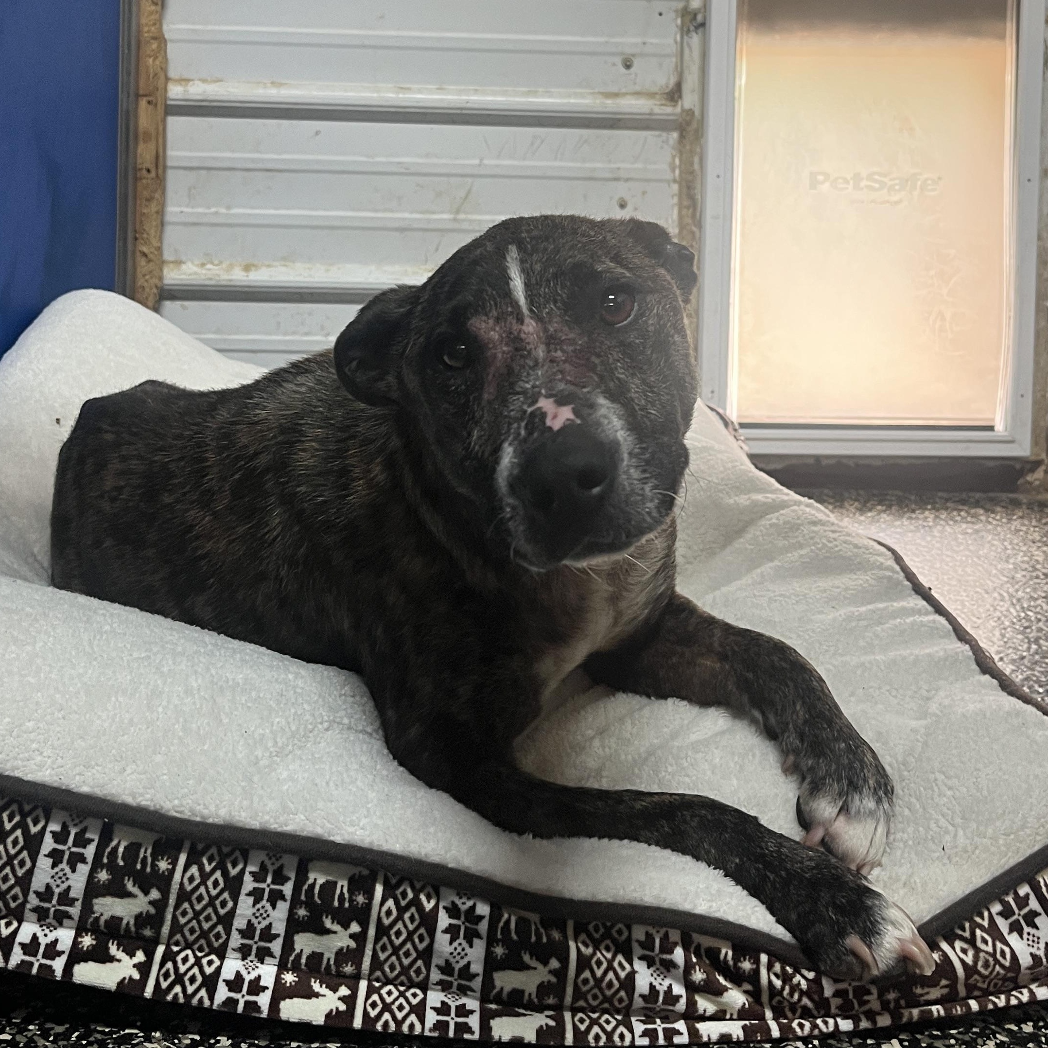 Marghie, a ADOPTABLE mixed breed in McKenzie, TN image 3/3