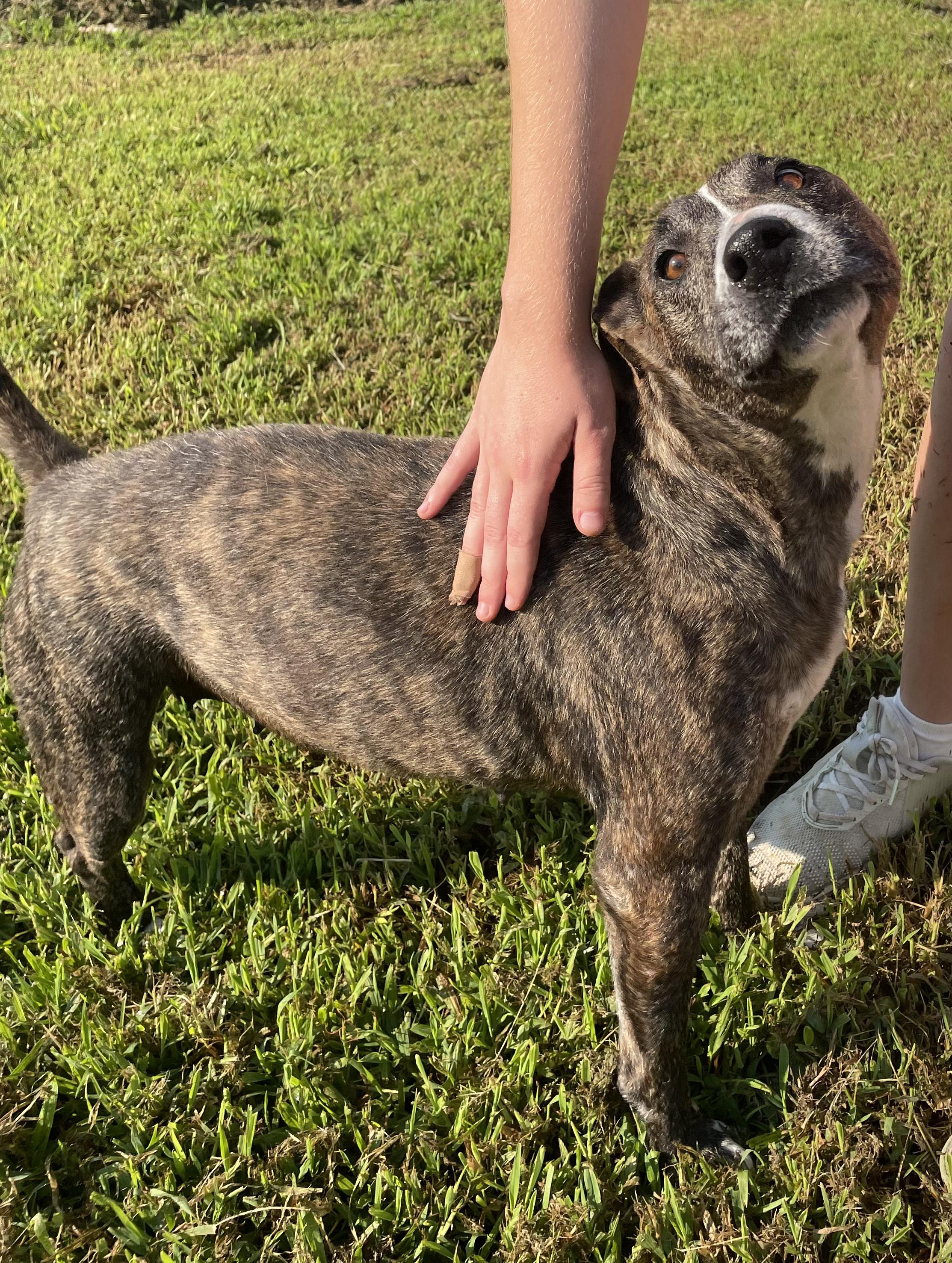 Enlarge Marghie, a ADOPTABLE mixed breed in McKenzie, TN image 6/6