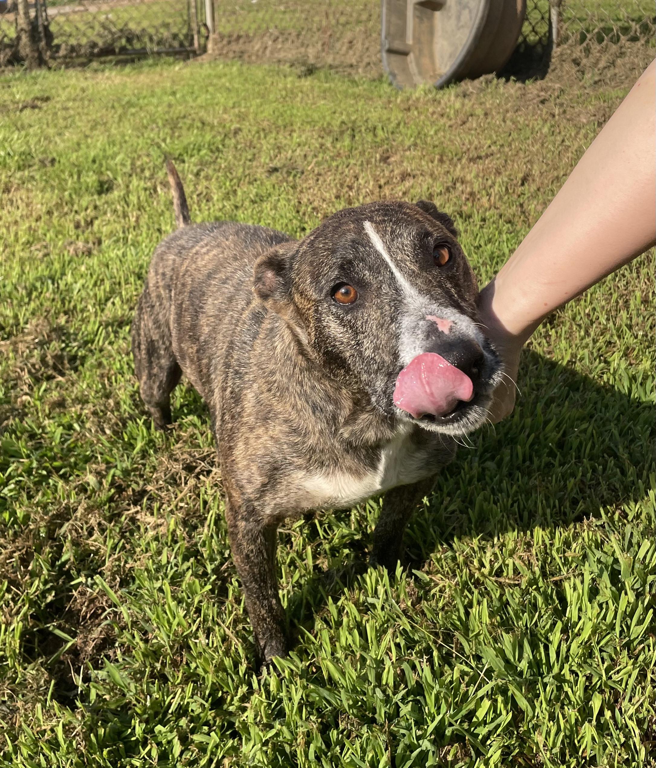 Enlarge Marghie, a ADOPTABLE mixed breed in McKenzie, TN image 5/6