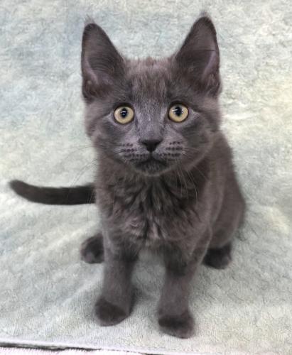 Riley, Adoptable, Kitten Female Domestic Short Hair.