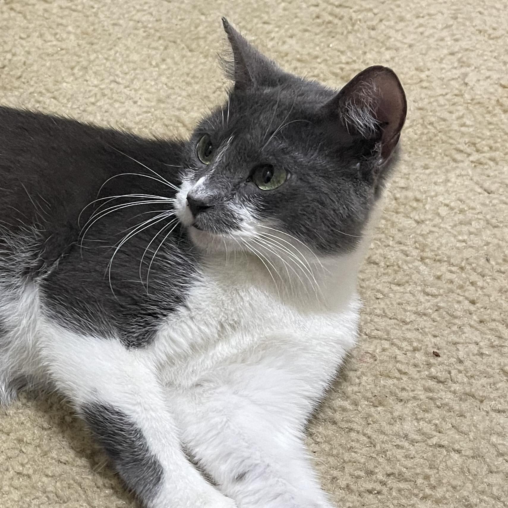 Enlarge Scarlet, a Adoptable Russian Blue in Latham, NY image 4/6