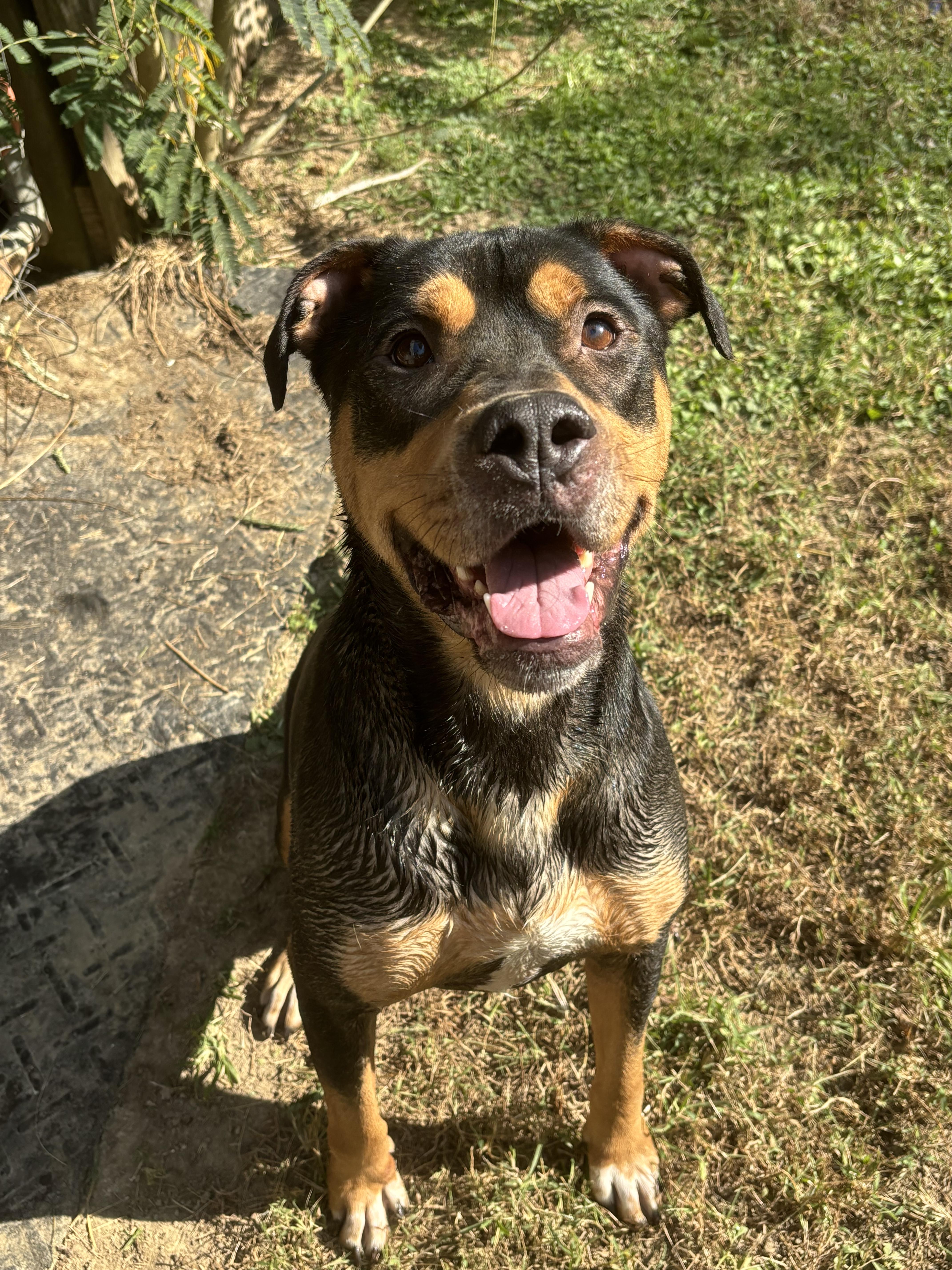 Hank, a Adoptable mixed breed in Gadsden, AL image 2/4
