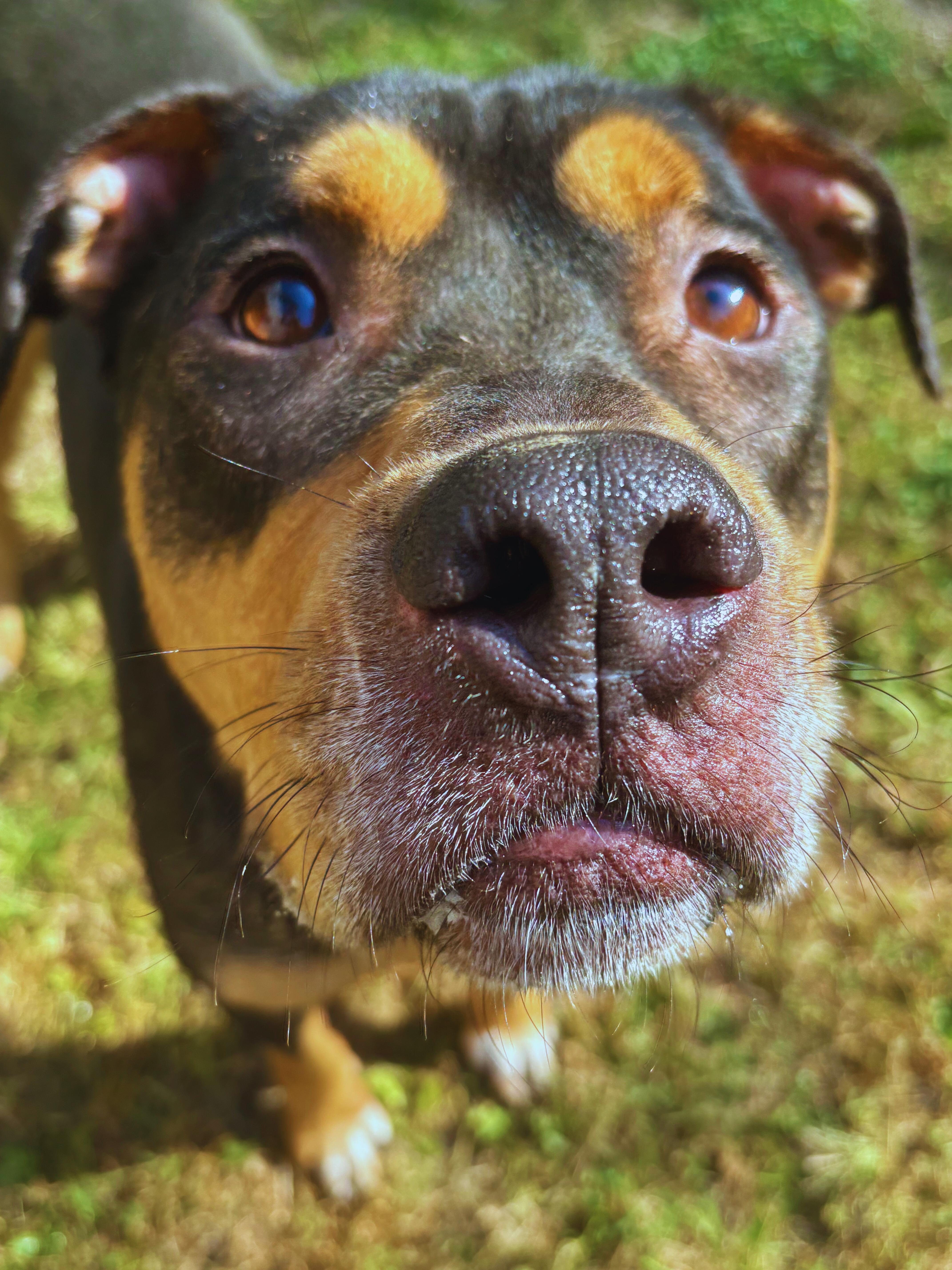 Hank, a Adoptable mixed breed in Gadsden, AL image 1/4