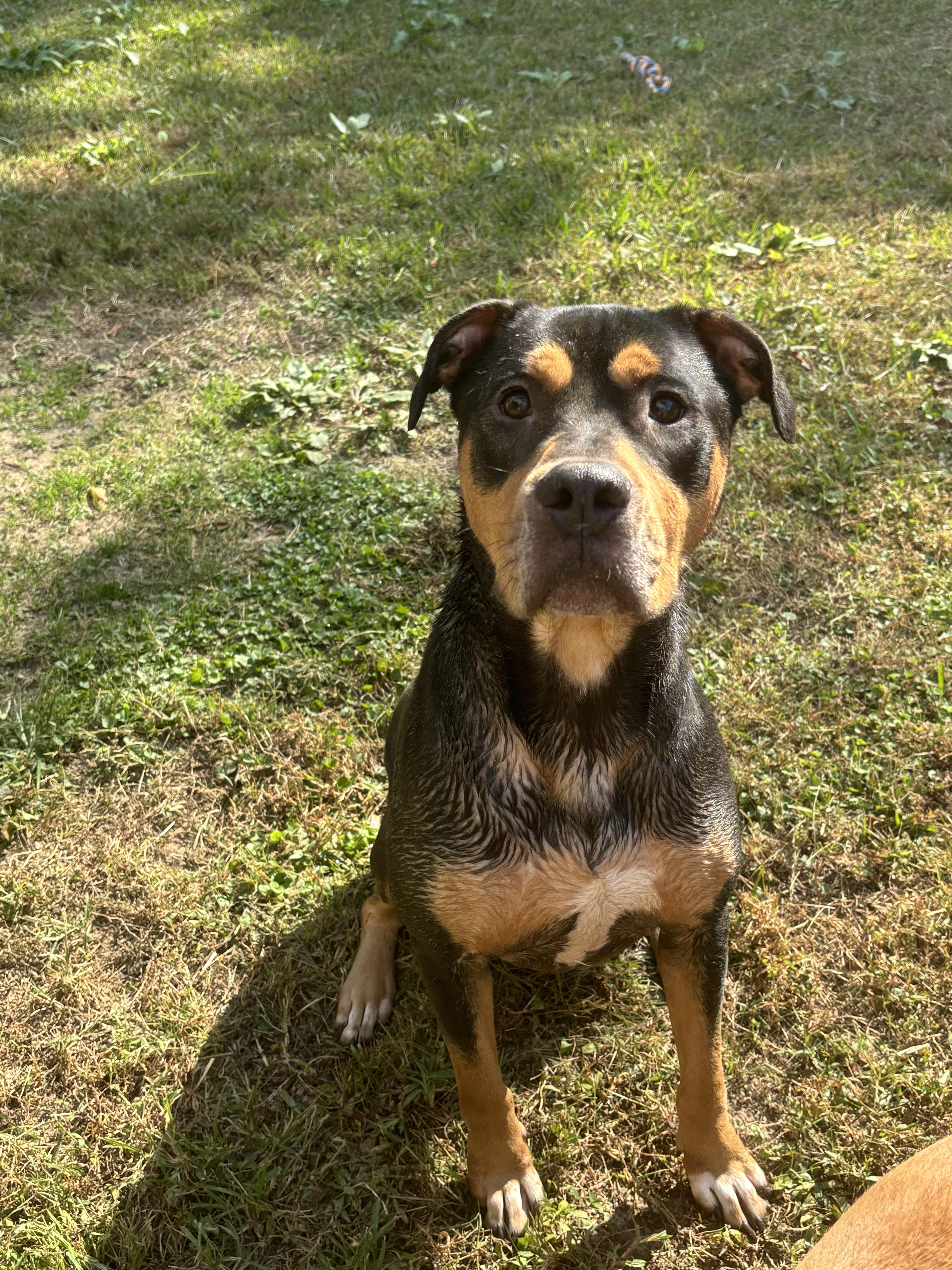 Hank, a Adoptable mixed breed in Gadsden, AL image 3/4