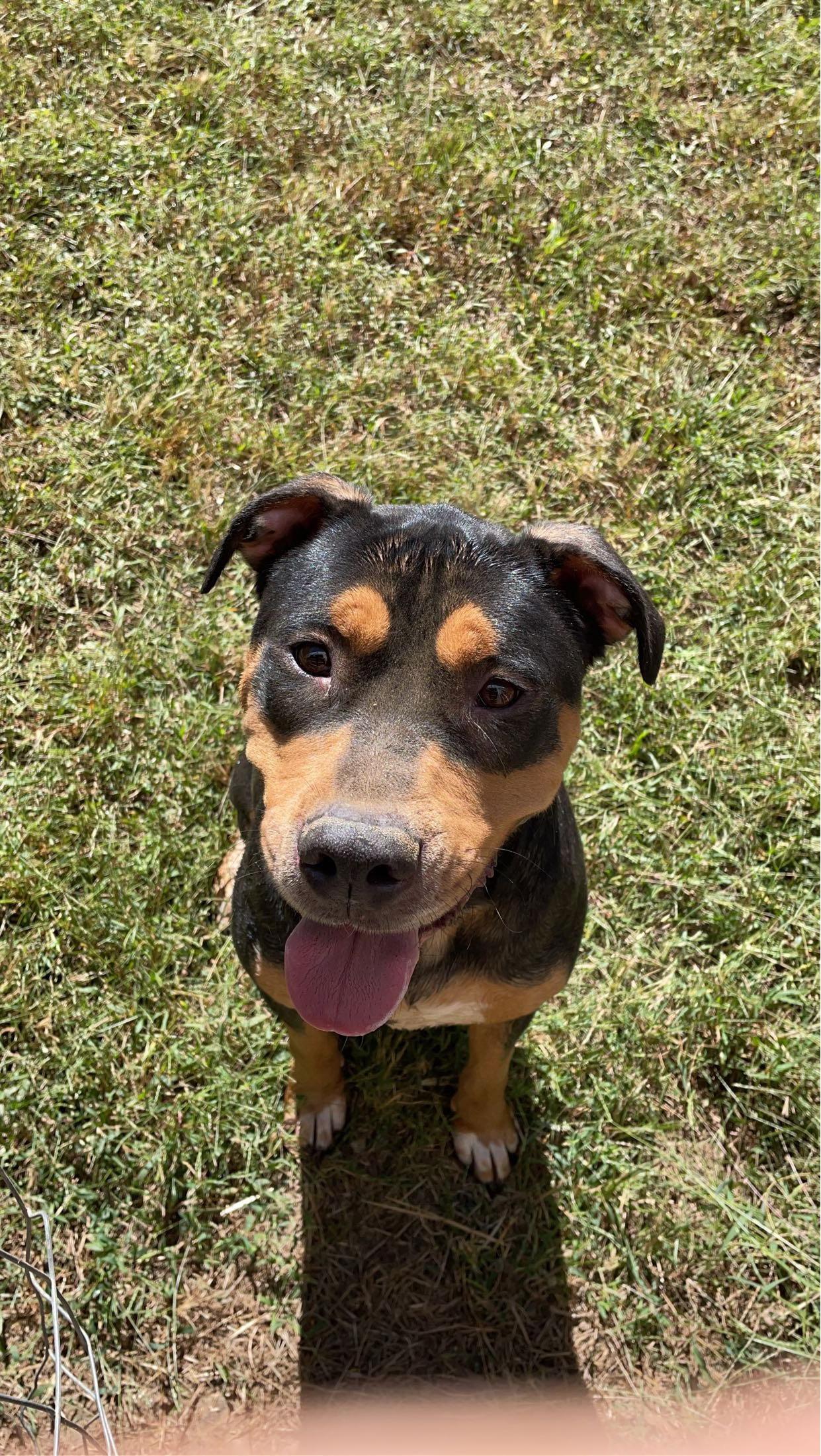 Hank, a Adoptable mixed breed in Gadsden, AL image 4/4