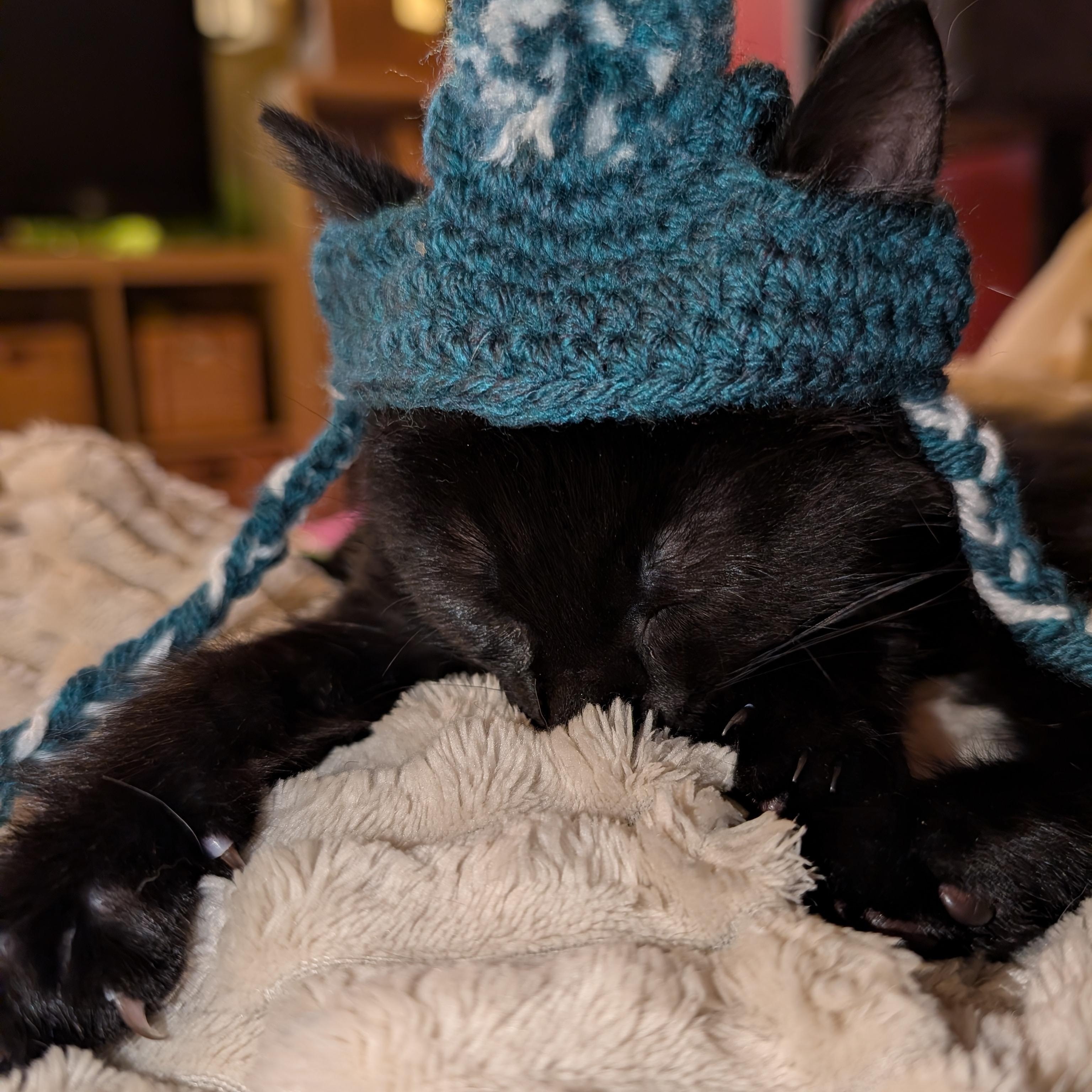 Enlarge Clover, an adopted Domestic Short Hair in Ottawa, ON image 4/6