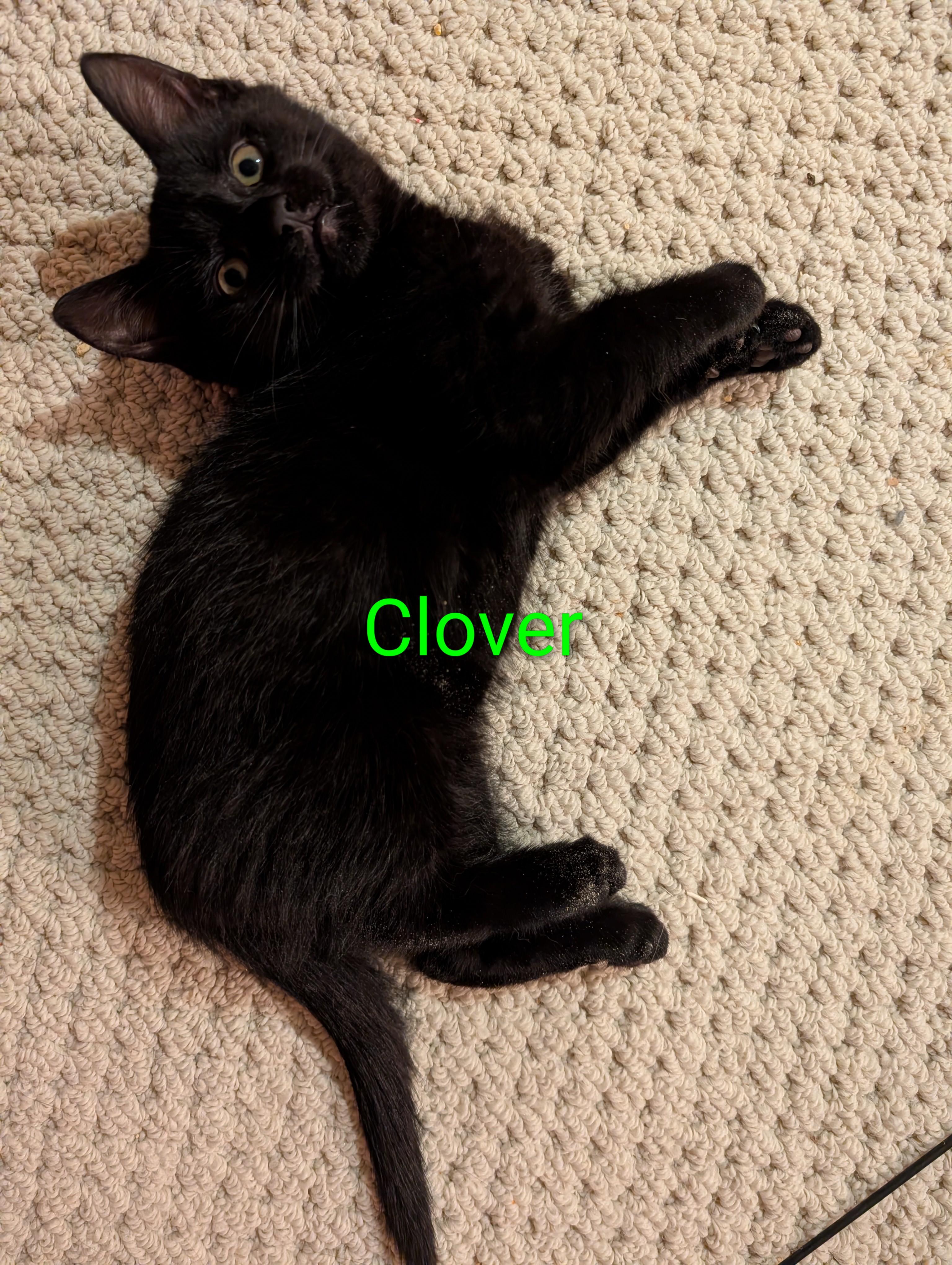 Clover, adopted, Kitten Male Domestic Short Hair.