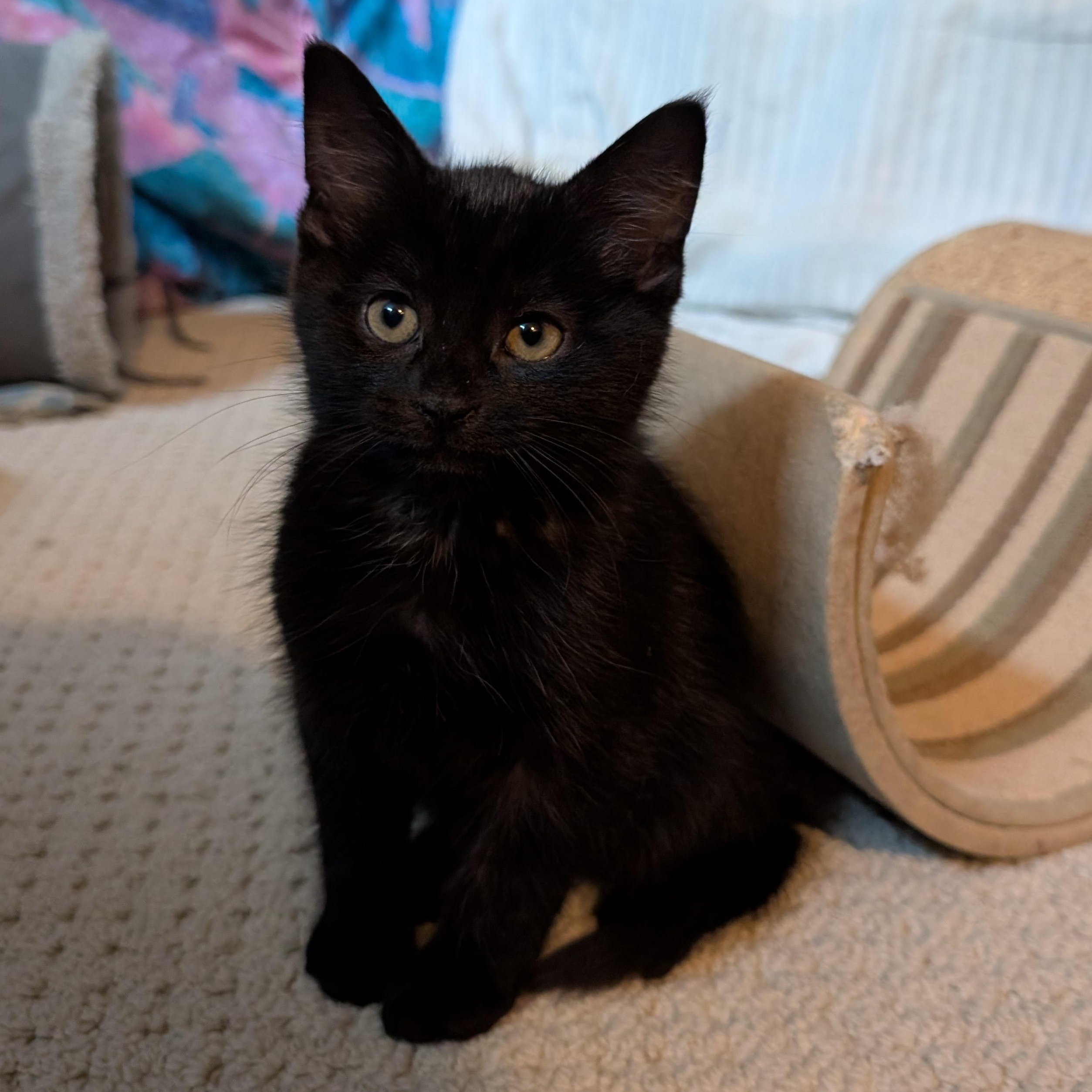 Enlarge Clover, an adopted Domestic Short Hair in Ottawa, ON image 2/6