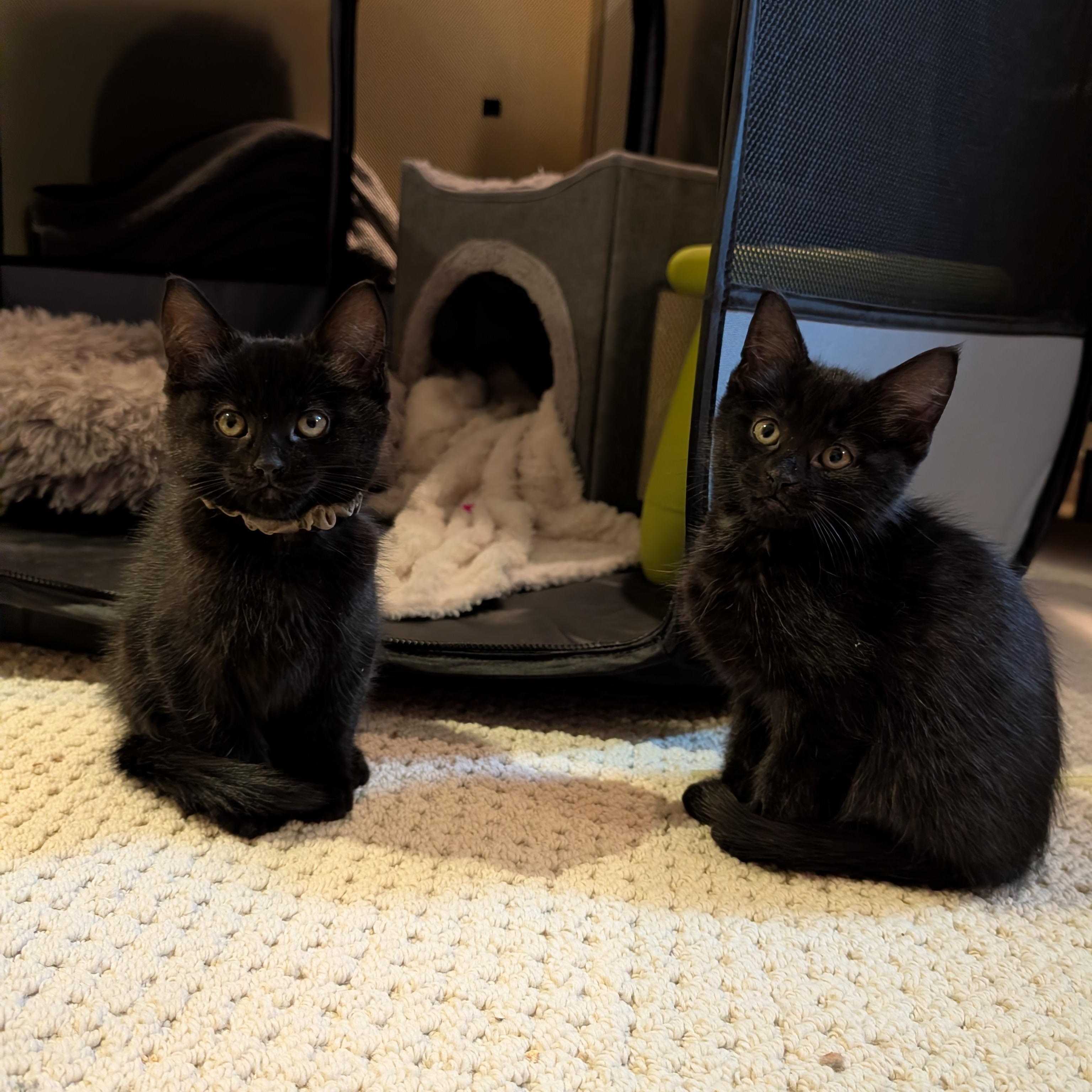Enlarge Clover, an adopted Domestic Short Hair in Ottawa, ON image 3/6