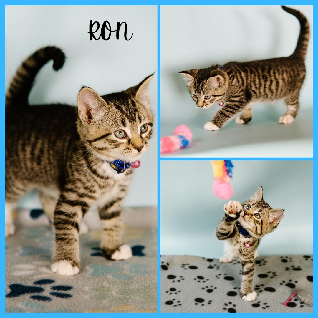 Ron, Baby Male Domestic Short Hair