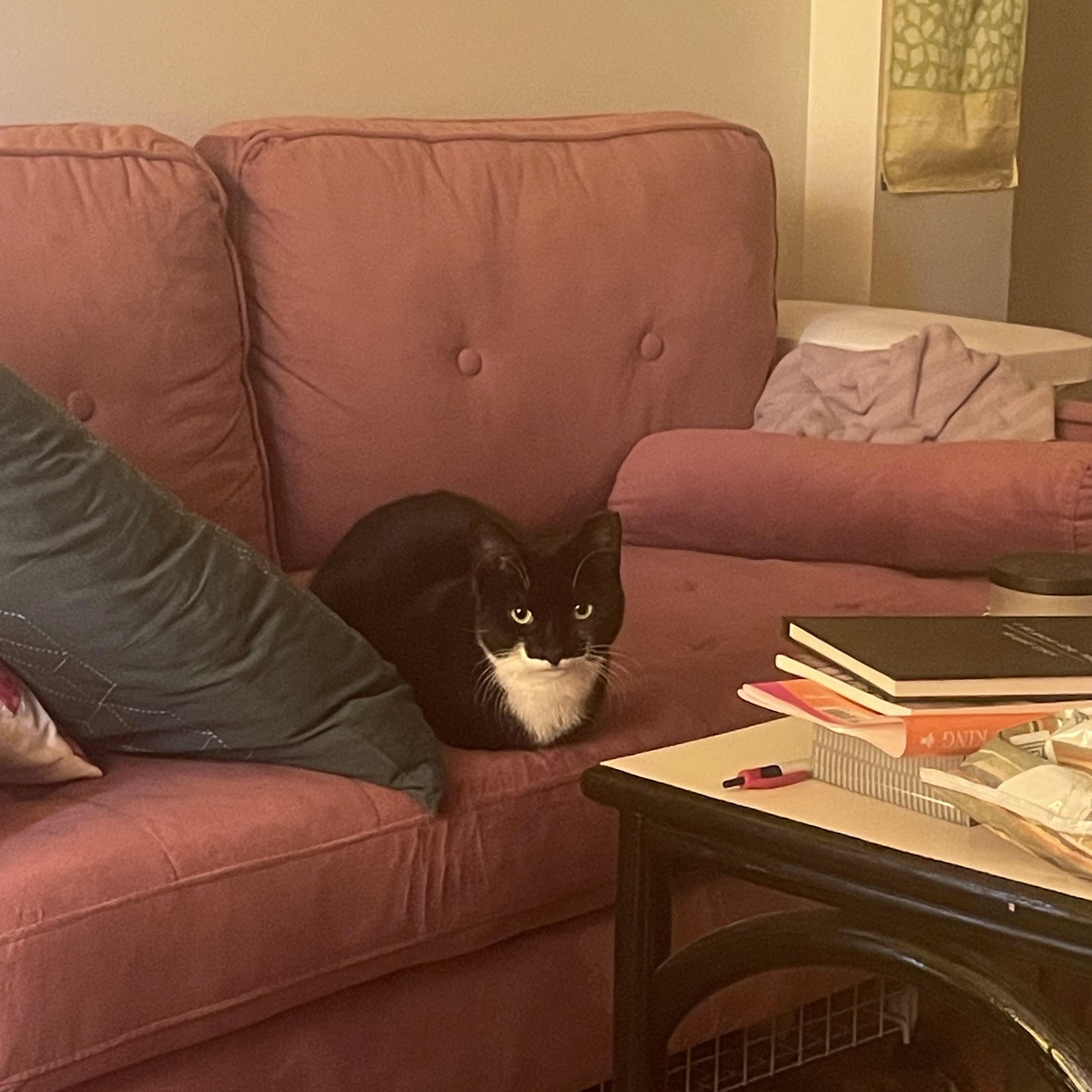 Enlarge Cricket, a ADOPTABLE Domestic Short Hair in Ridgewood, NY image 2/4