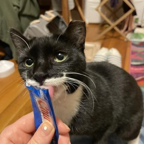 Enlarge Cricket, a ADOPTABLE Domestic Short Hair in Ridgewood, NY image 4/5