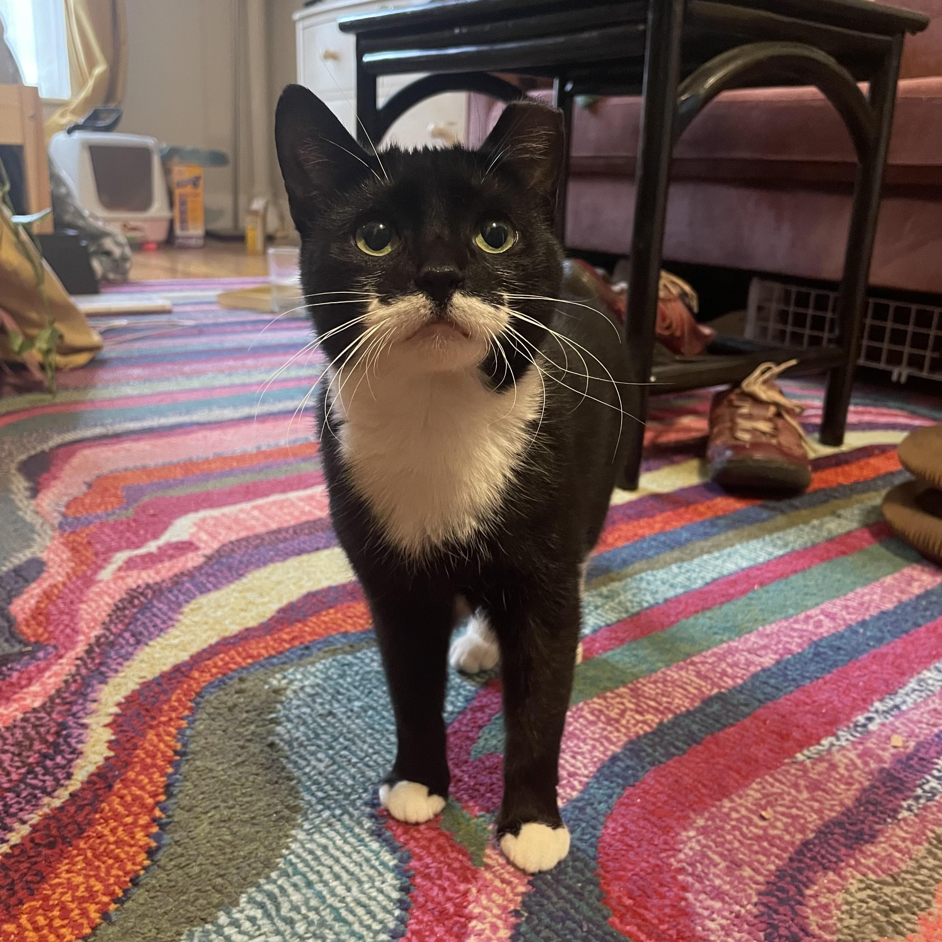 Cricket, ADOPTABLE, Young Female Domestic Short Hair.