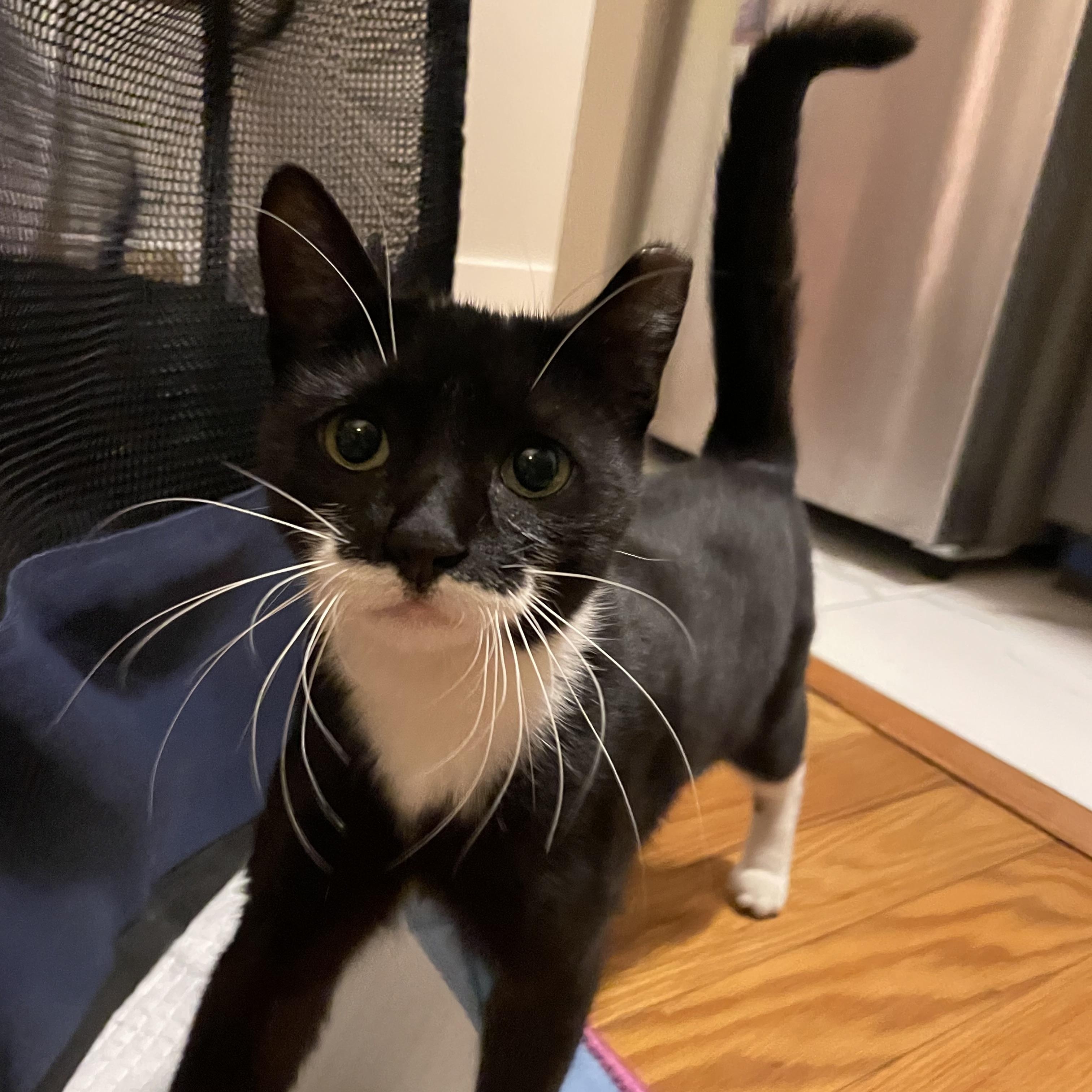 Enlarge Cricket, a ADOPTABLE Domestic Short Hair in Ridgewood, NY image 3/4