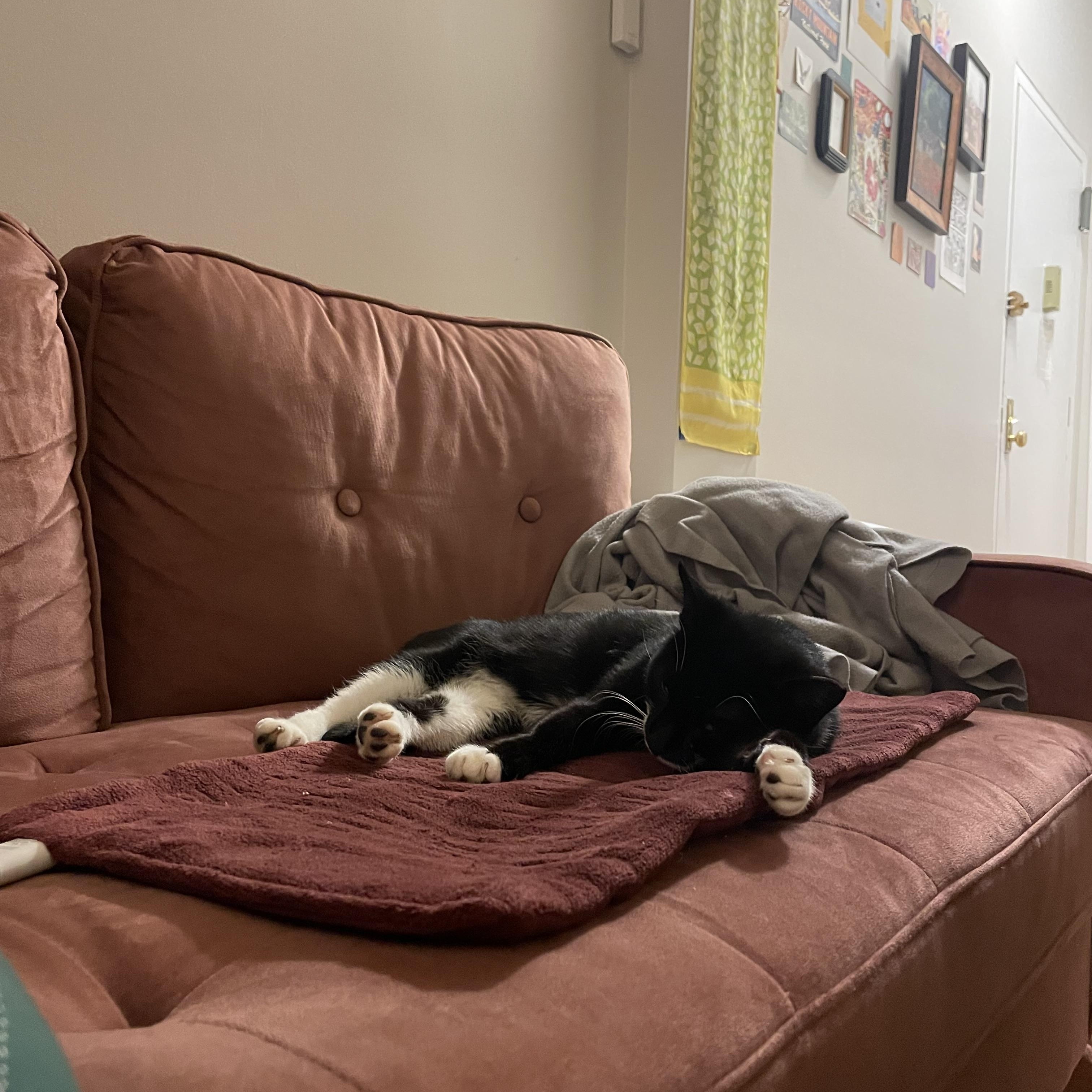 Enlarge Cricket, a ADOPTABLE Domestic Short Hair in Ridgewood, NY image 4/4