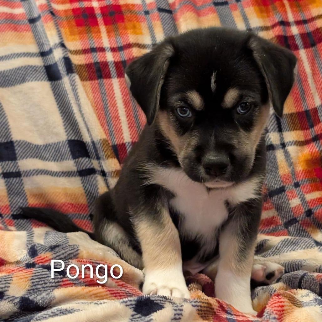 Pongo, Adoptable, Young Male Mixed Breed.