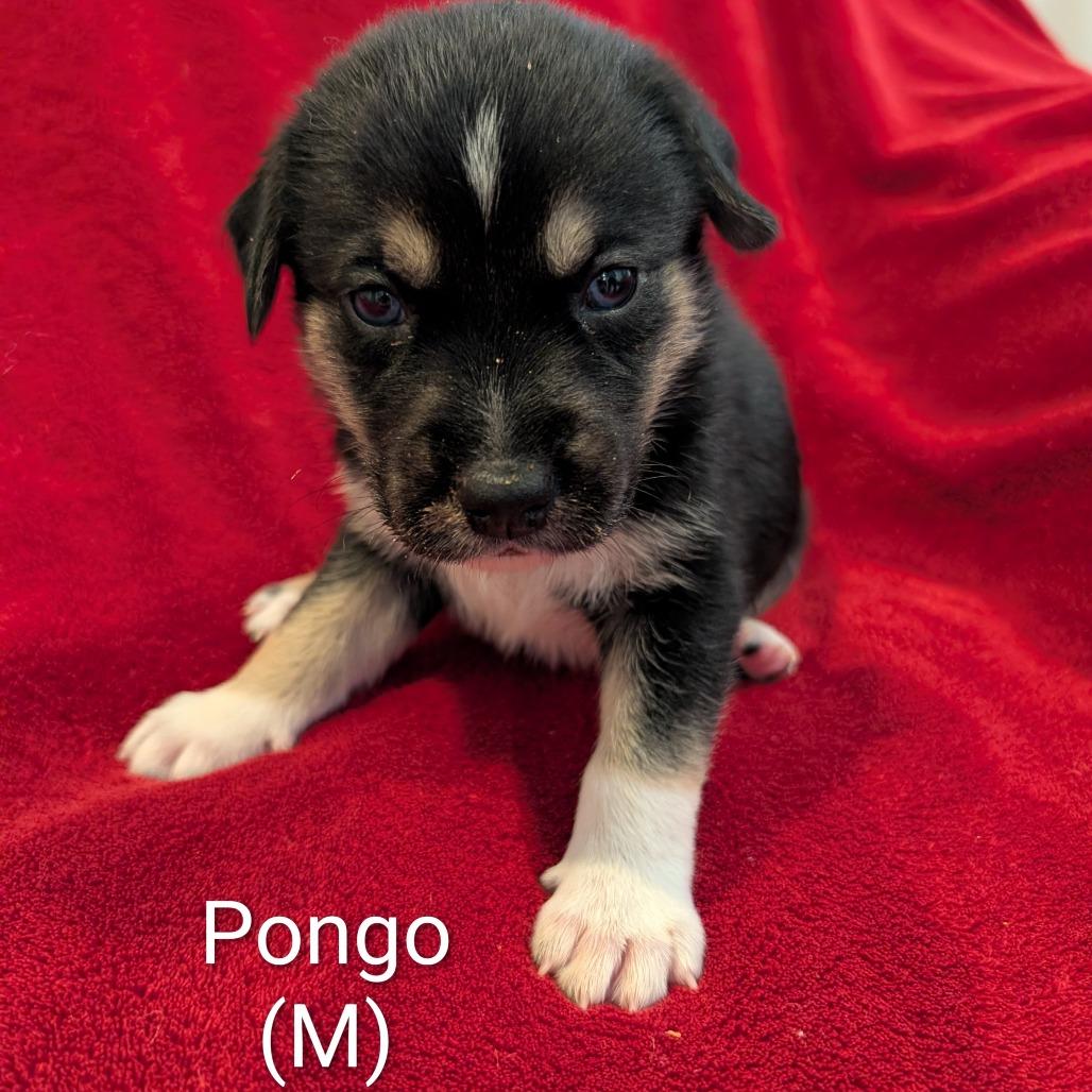 Pongo, a Adoptable Mixed Breed in Marion, IL image 3/6