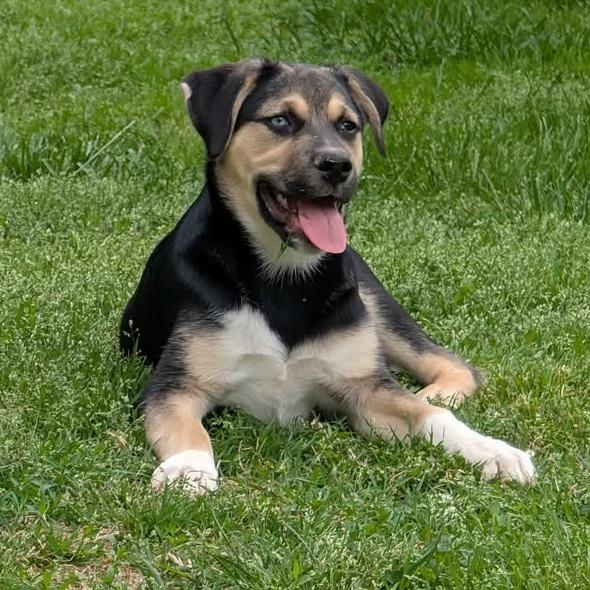 Pongo, a Adoptable Mixed Breed in Marion, IL image 4/6