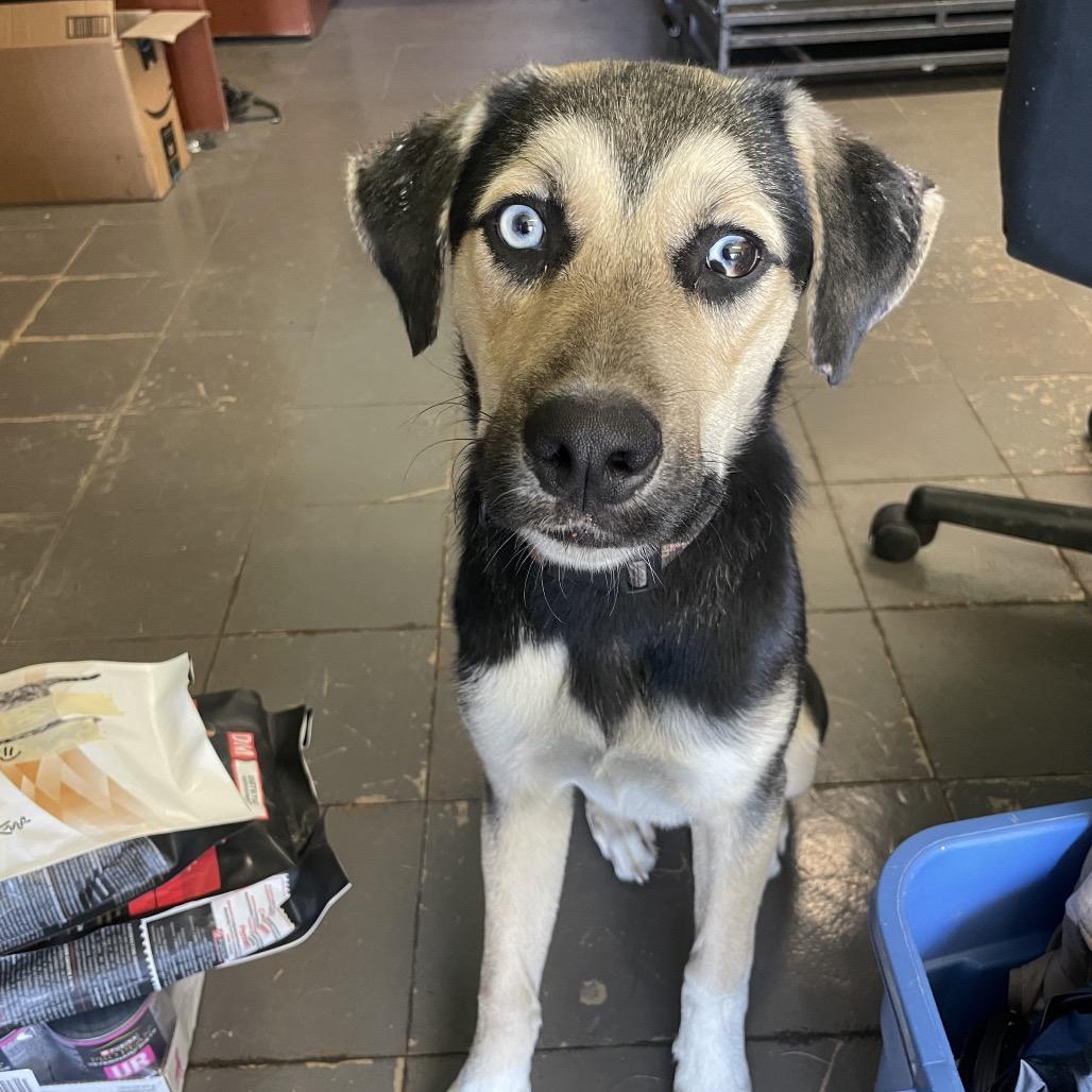 Pongo, a Adoptable Mixed Breed in Marion, IL image 5/6