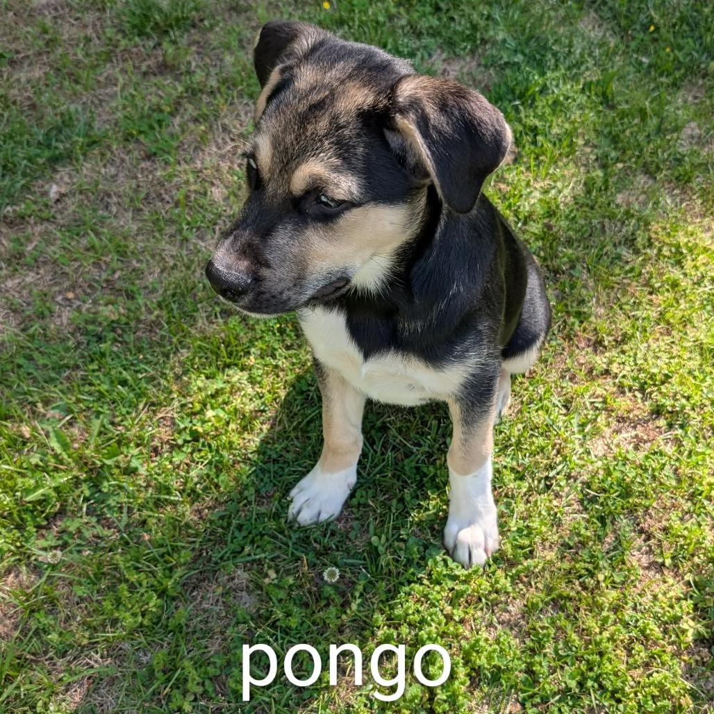Pongo, a Adoptable Mixed Breed in Marion, IL image 6/6