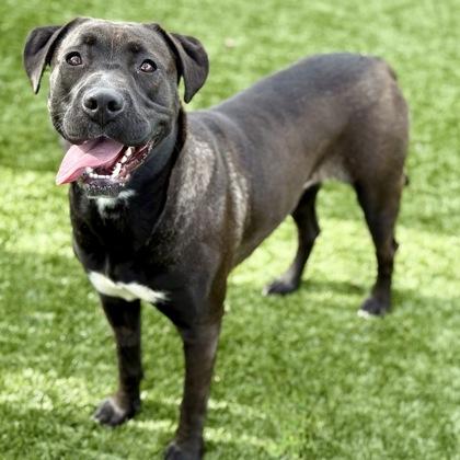 Enlarge Skittles, a ADOPTABLE mixed breed in Red Bluff, CA image 2/3